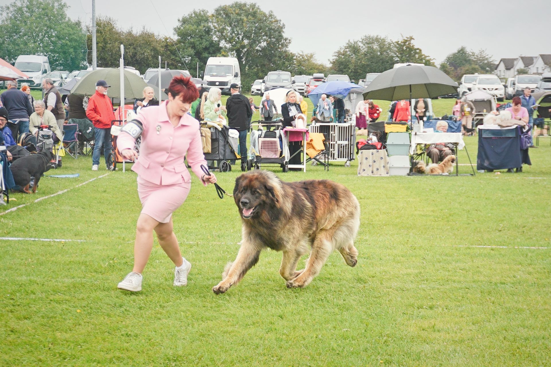 A person in a pink suit runs on grass, guiding a large, fluffy Leonberger dog on a leash during an outdoor dog show.