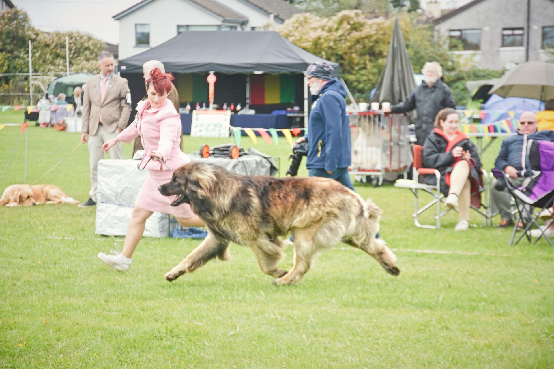 A person in a pink suit trots with a large, fluffy, brown and black dog across a grassy outdoor dog show ring.