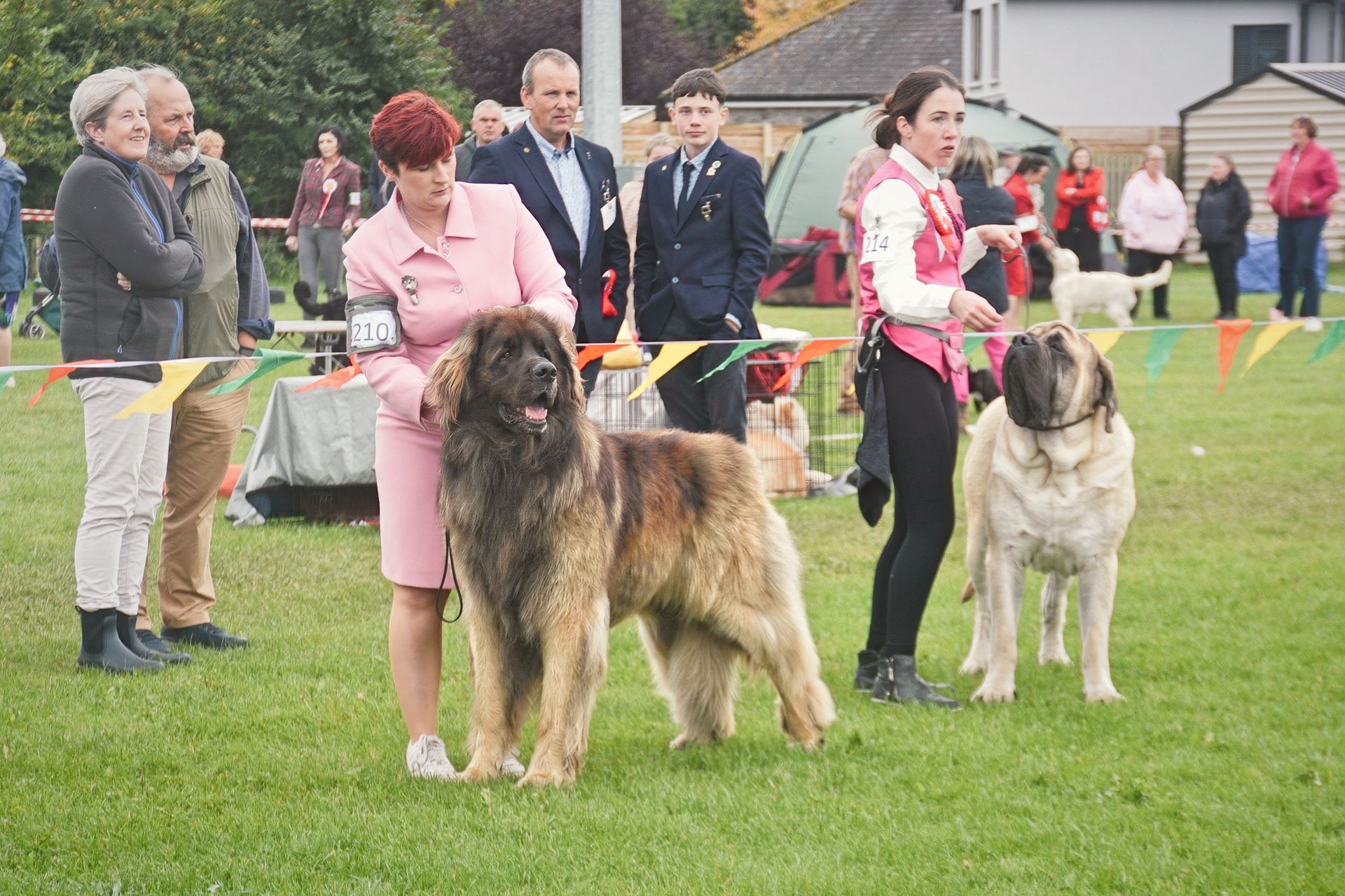 Two handlers in pink outfits stand on a grassy field with a large, fluffy brown dog and a light-colored Mastiff type dog.