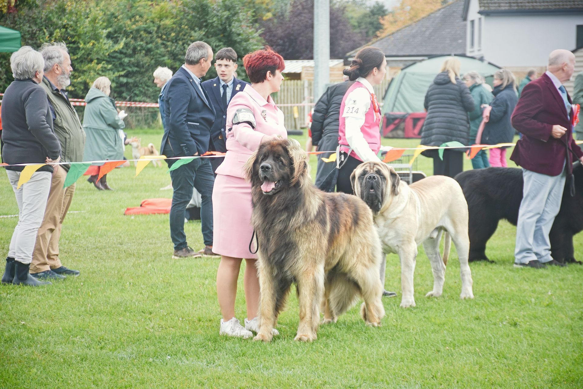 Handlers stand with Leonberger and Mastiff dogs on a grassy field at an outdoor dog show with spectators in the background.