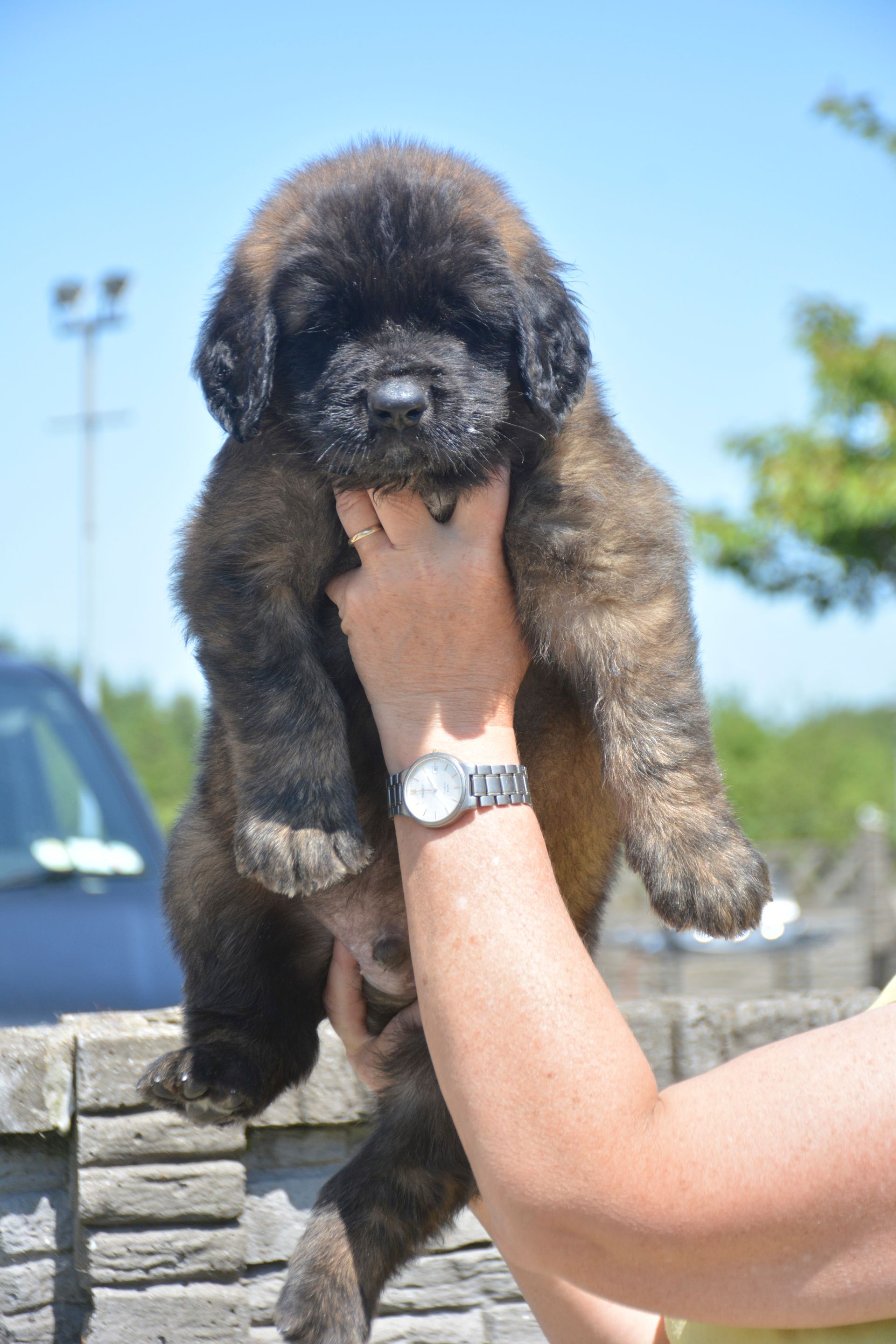 Hillhavenleonbergers leonbergers