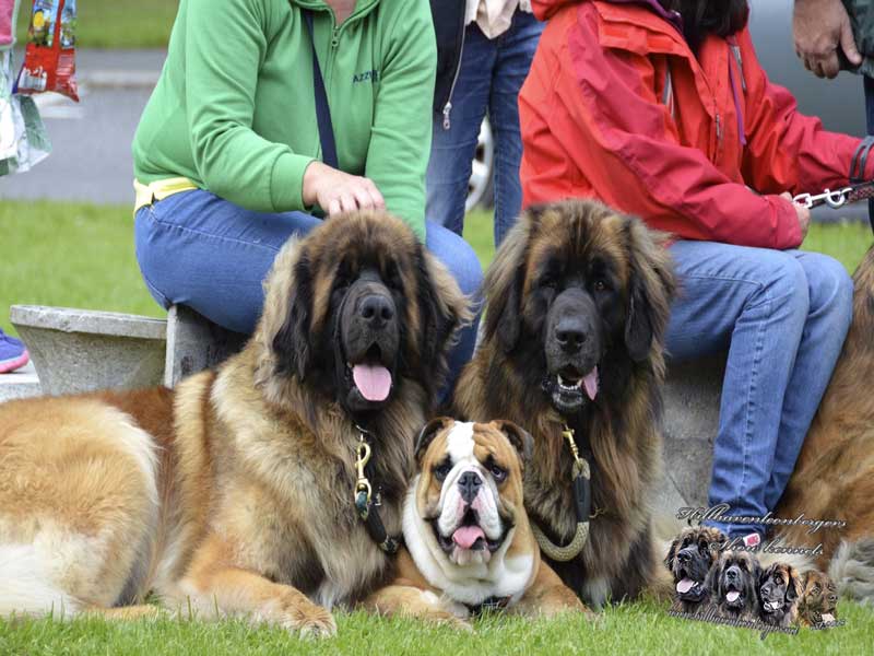 Two large, brown Leonberger dogs and a bulldog lying on grass with people in background.