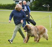 Three Leonbergers are running in the ocean