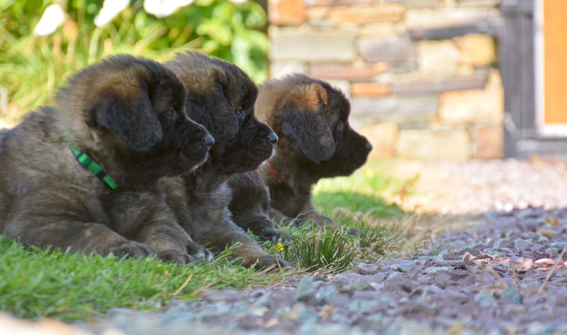 Three fluffy puppies lying in a row on grass, heads turned right; brick background.