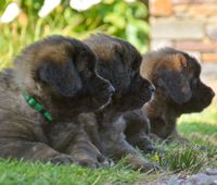 Three  Leonberger puppies with green collars are laying in the grass