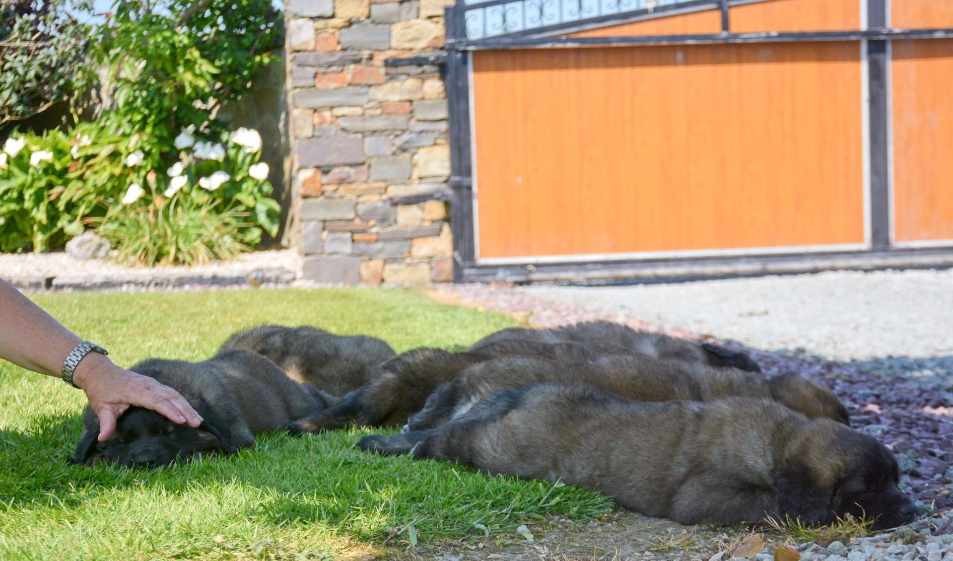 Person petting dark puppies lying on grass, in front of a building with a gate.
