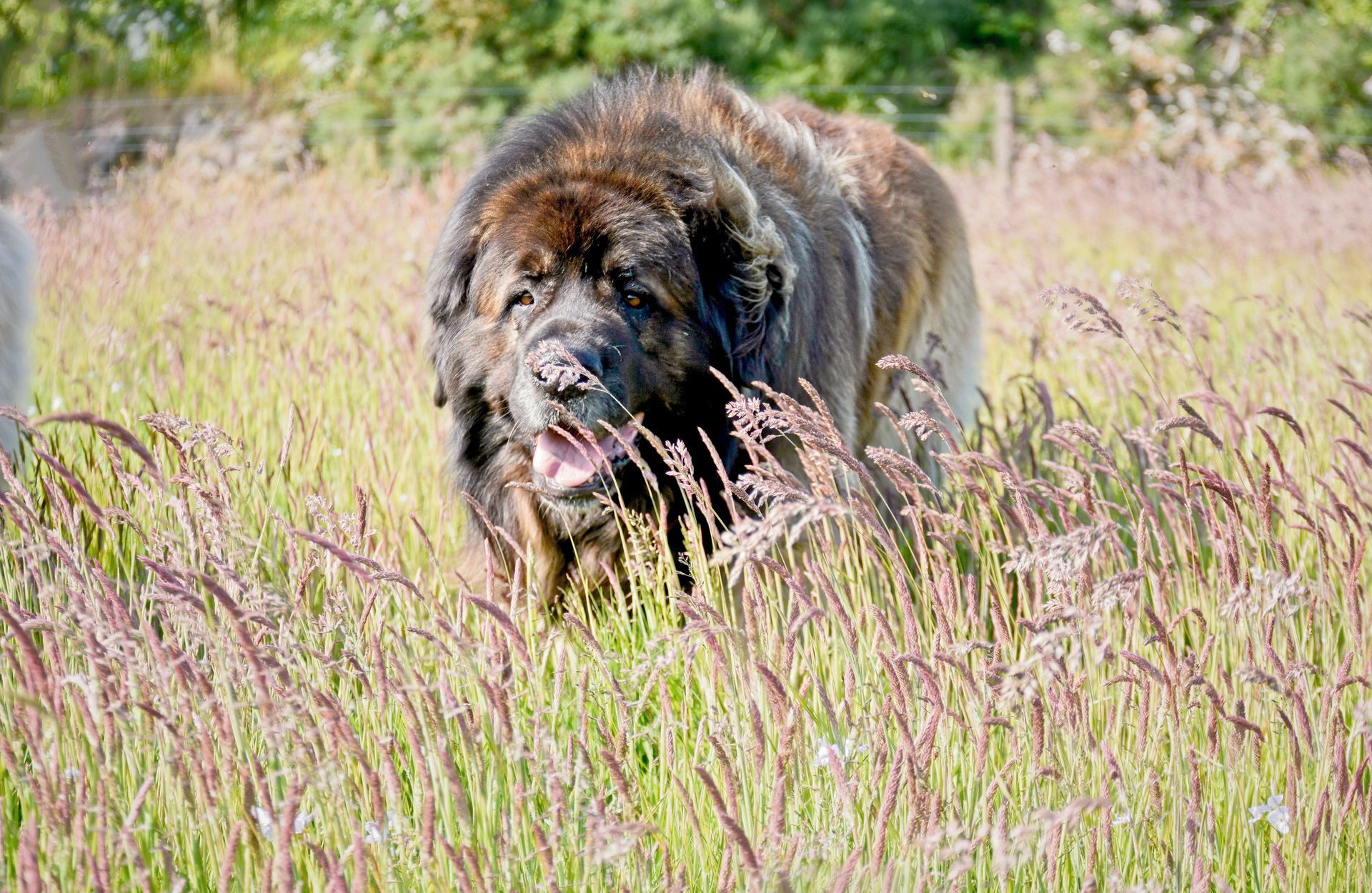 Large brown dog with open mouth standing in tall grass.
