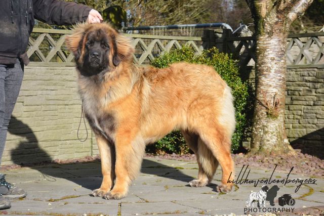 Hillhaven shops leonbergers