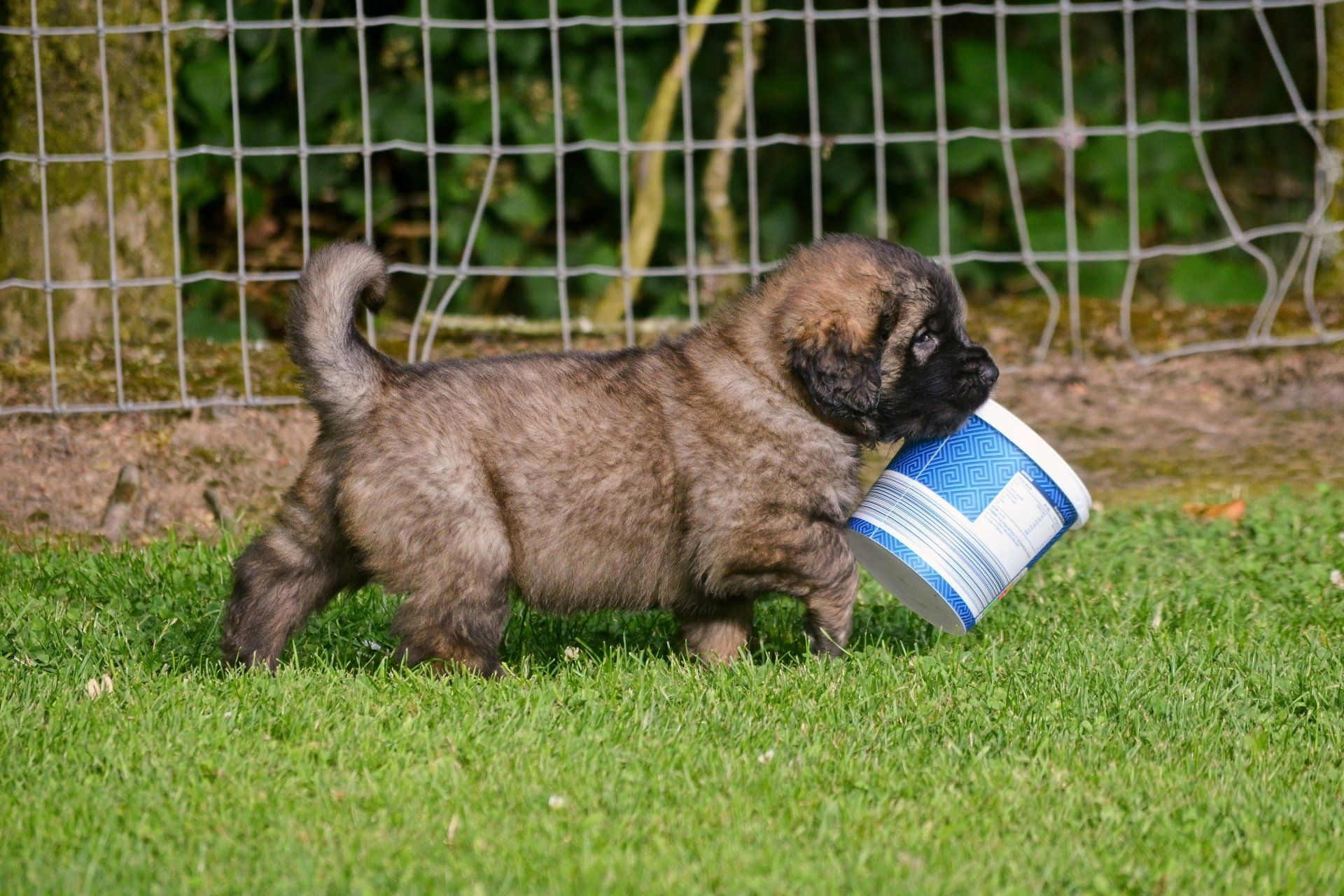 Hillhavenleonbergers leonbergers