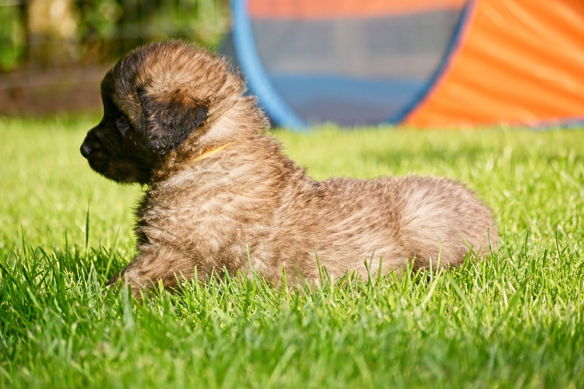 Hillhavenleonbergers leonbergers
