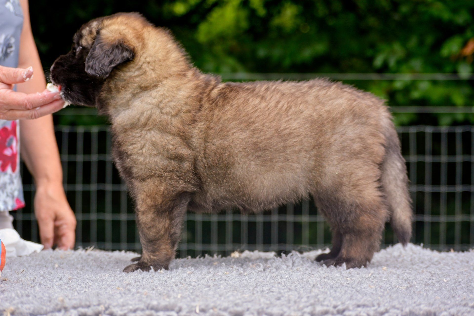Hillhavenleonbergers leonbergers