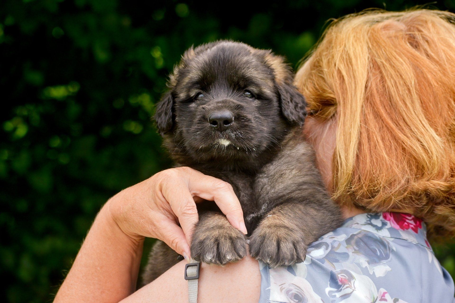 Hillhavenleonbergers leonbergers
