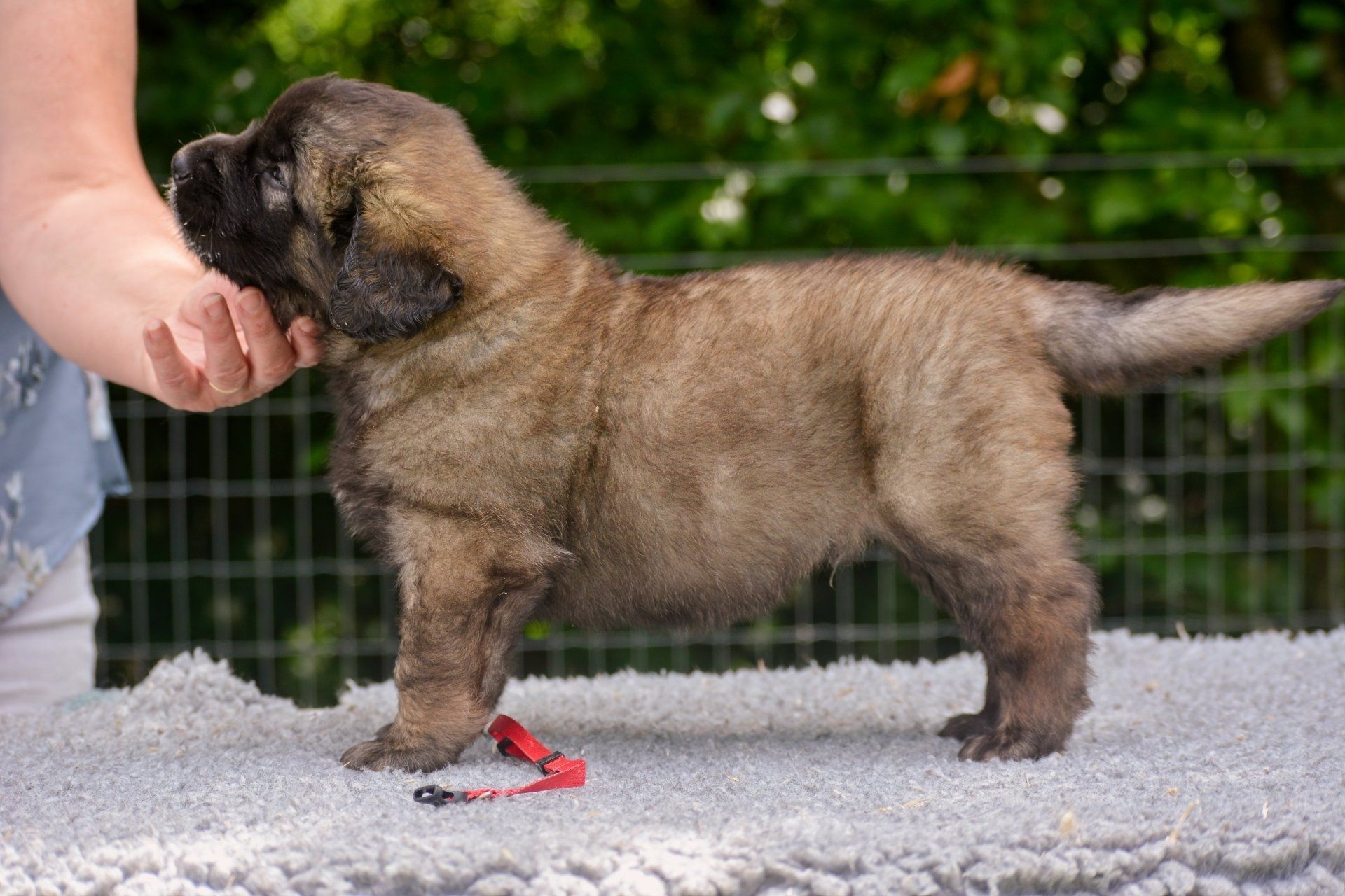 Hillhavenleonbergers leonbergers