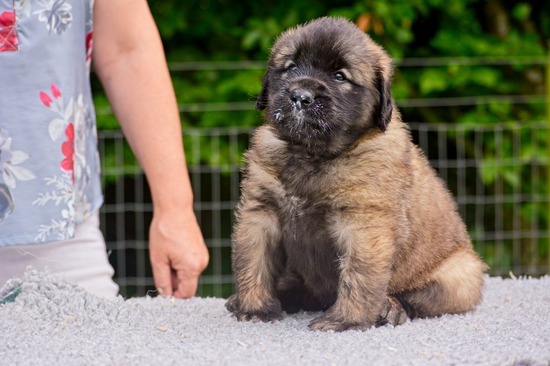 Hillhavenleonbergers leonbergers