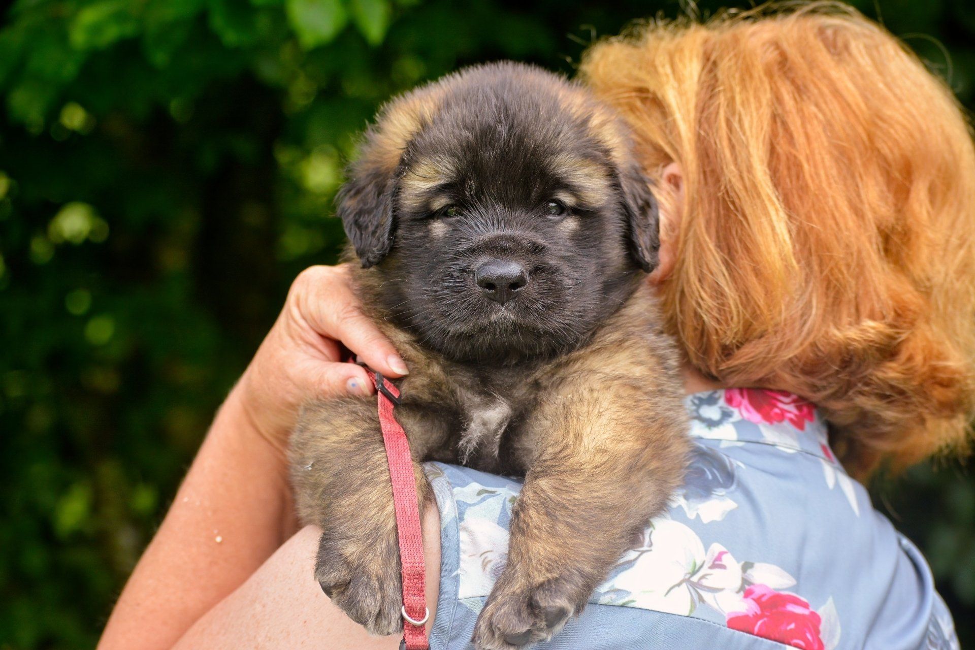 Hillhavenleonbergers leonbergers