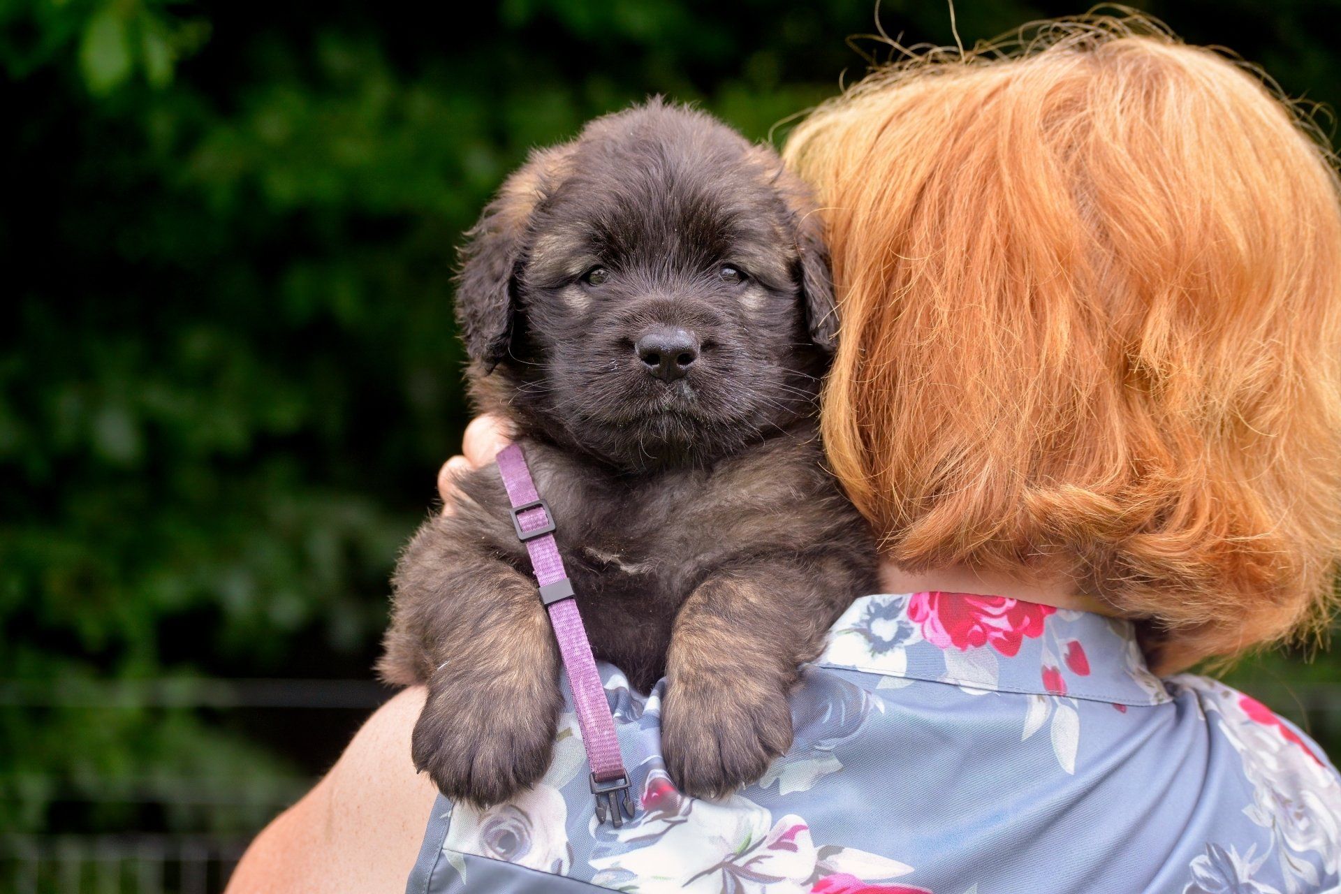 Hillhavenleonbergers leonbergers