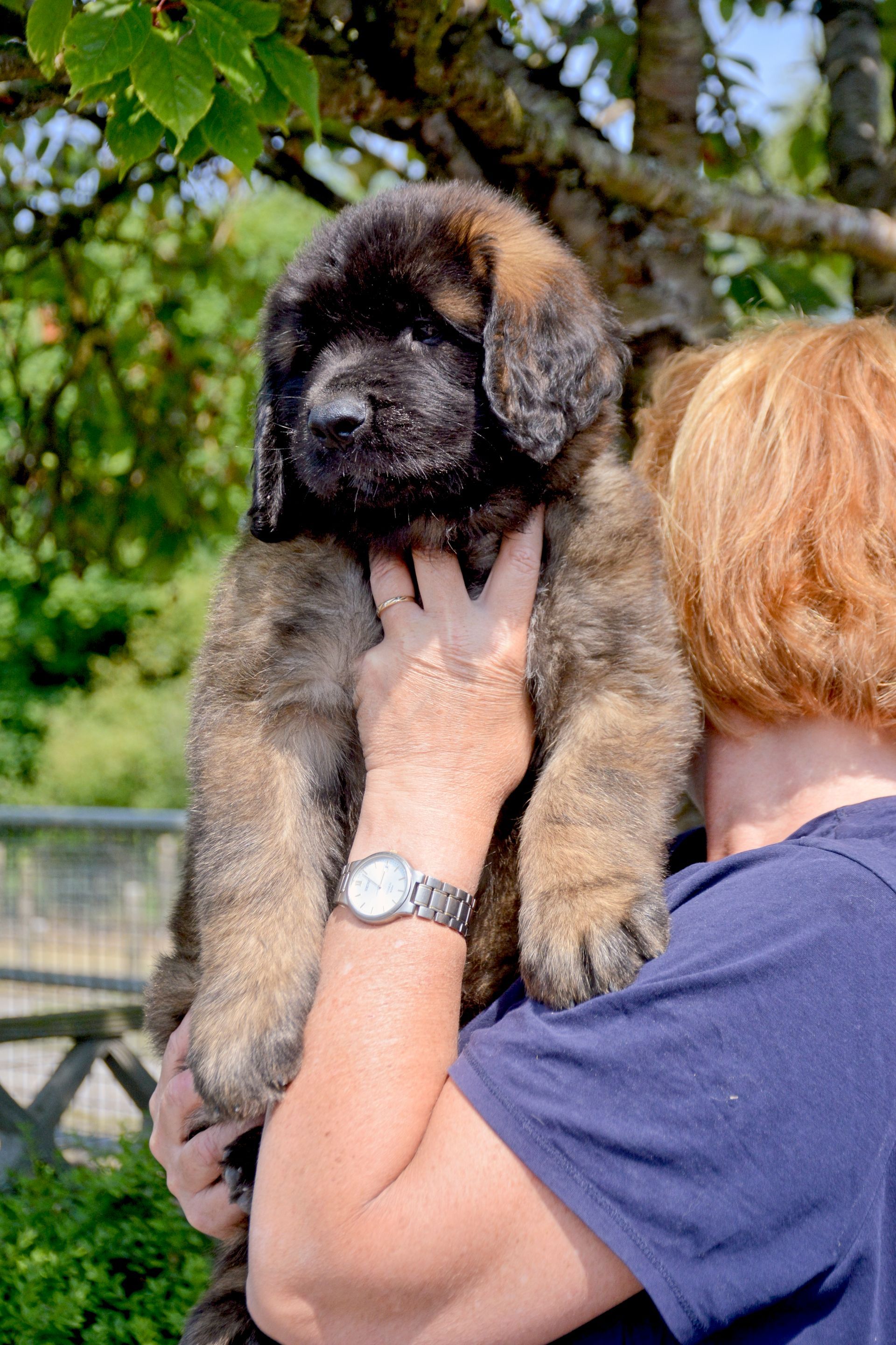 Hillhavenleonbergers leonbergers