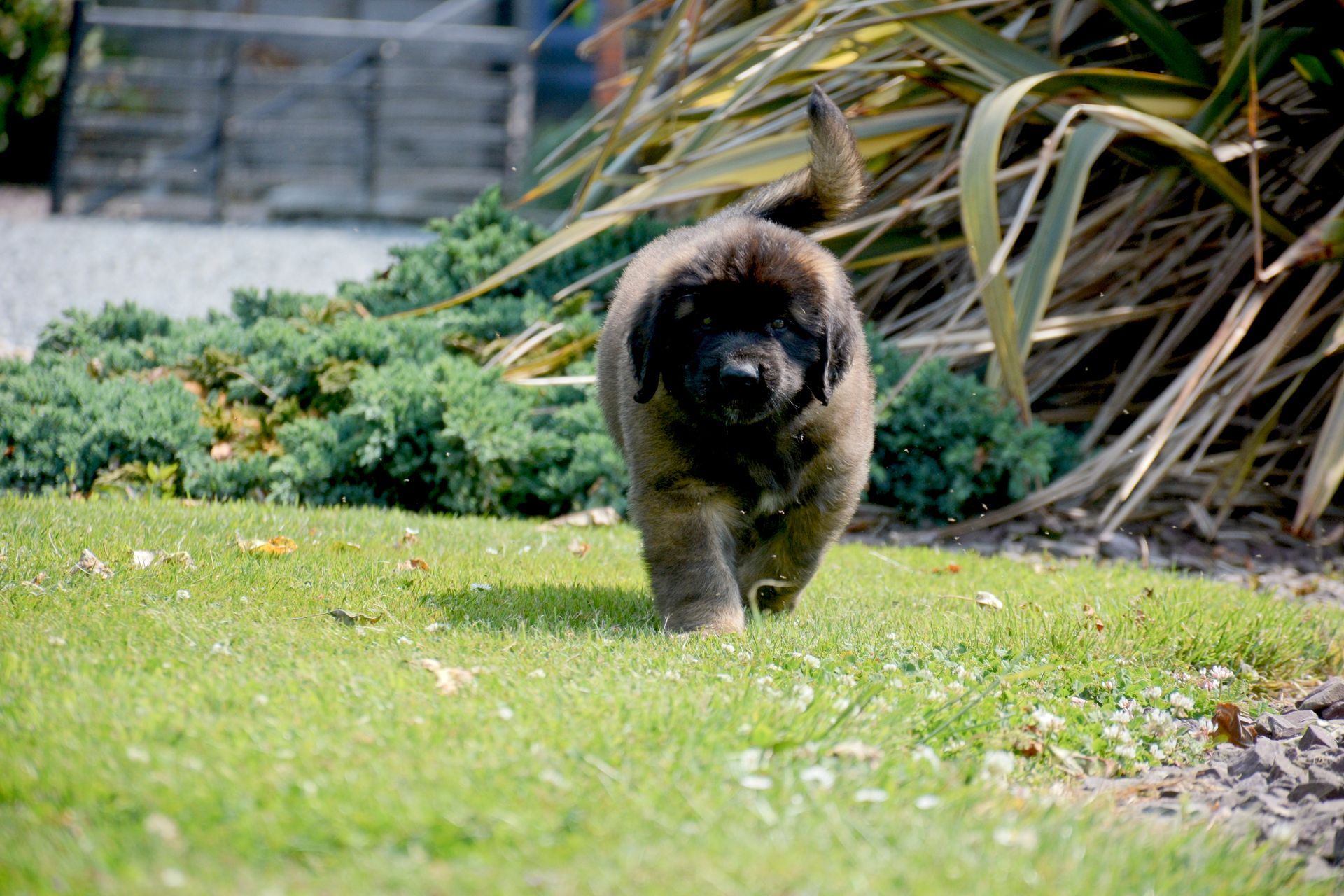 Hillhavenleonbergers leonbergers