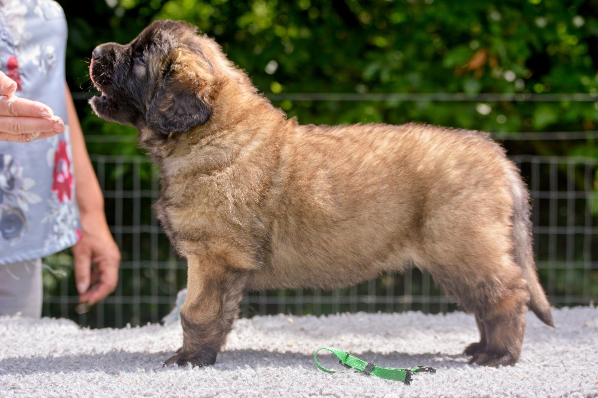 Hillhavenleonbergers leonbergers