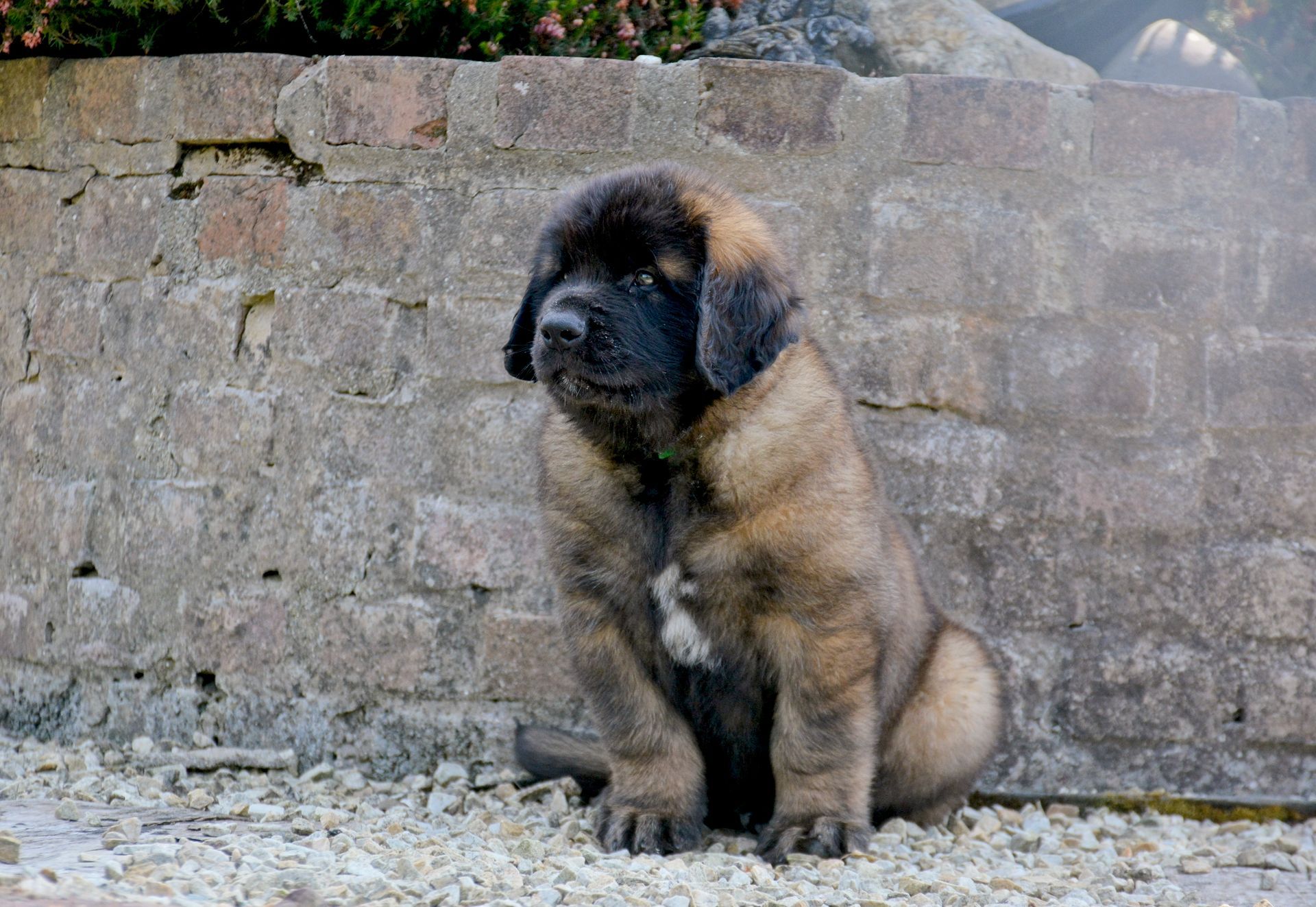 Hillhavenleonbergers leonbergers