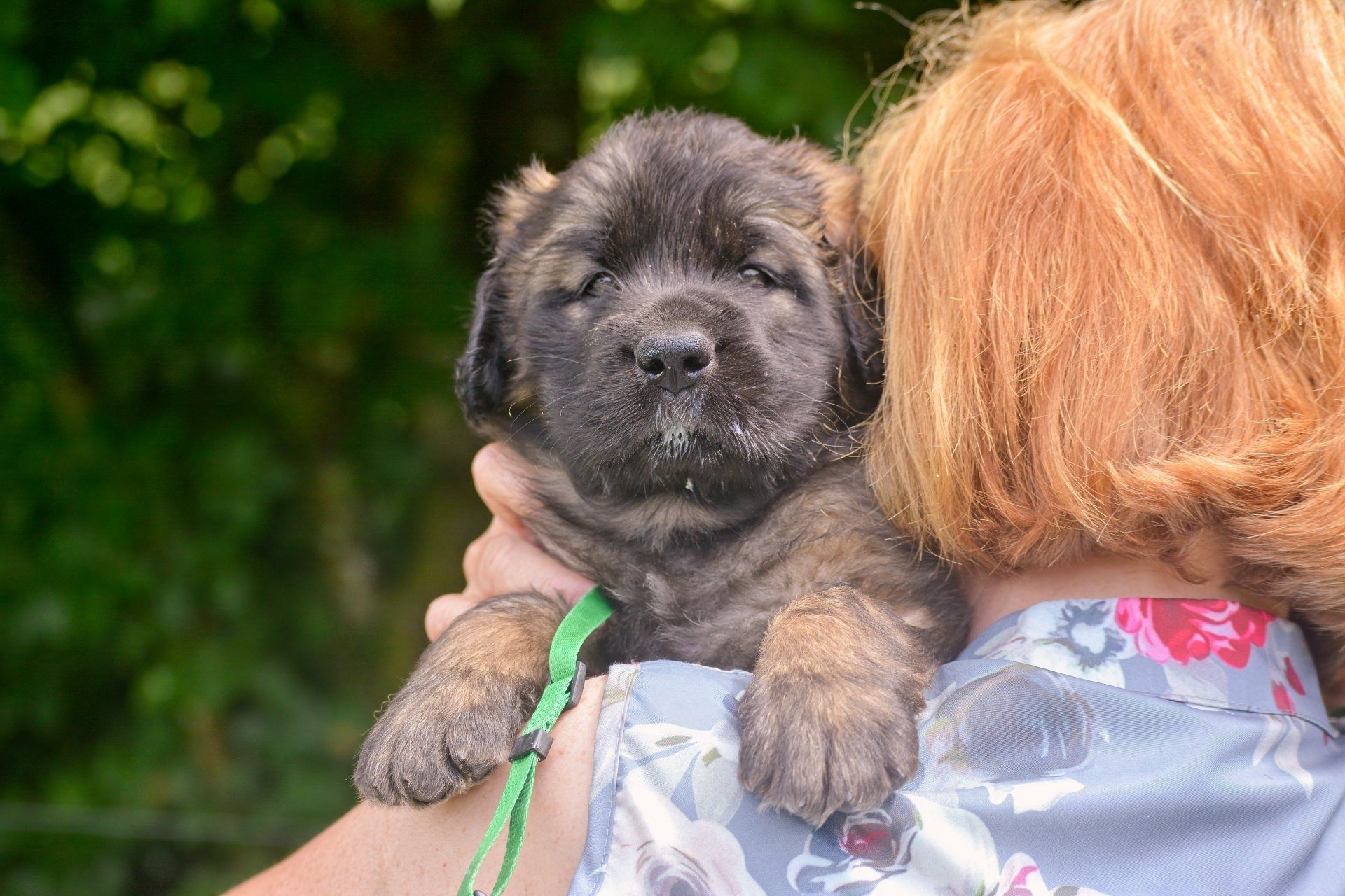 Hillhavenleonbergers leonbergers