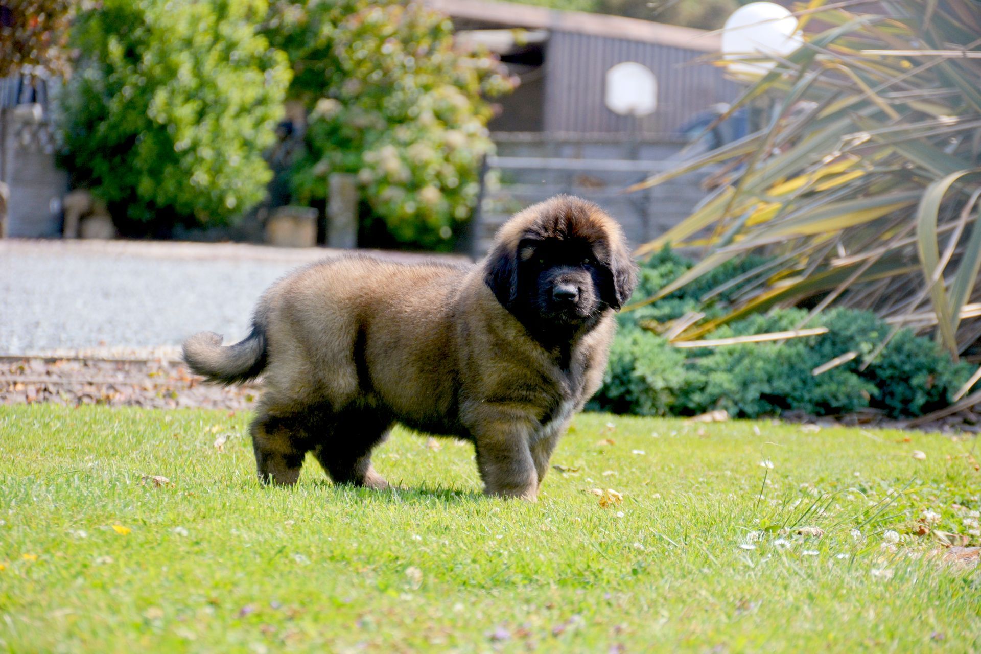 Hillhavenleonbergers leonbergers