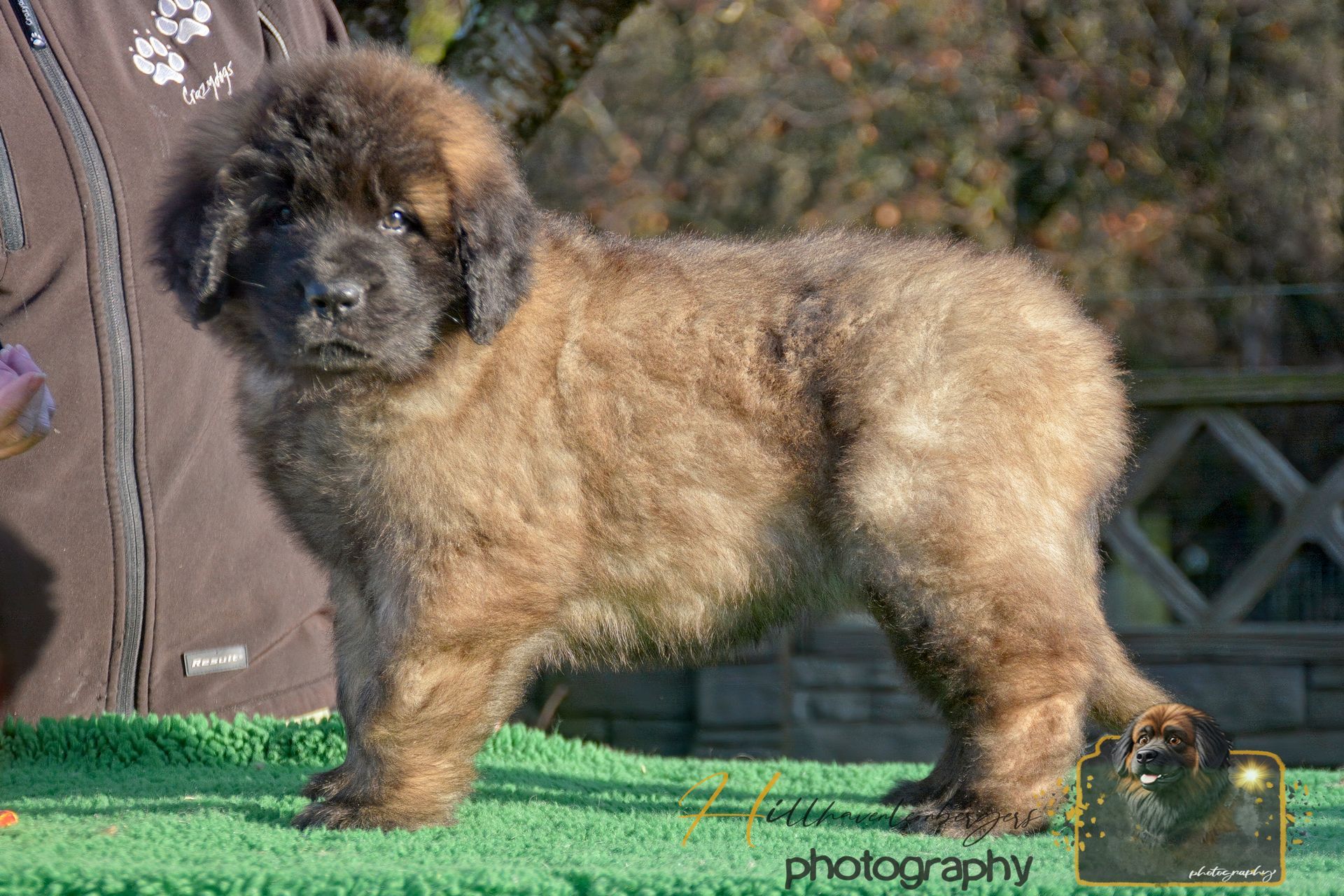 Fluffy, brown Leonberger puppy standing on a green surface outdoors.