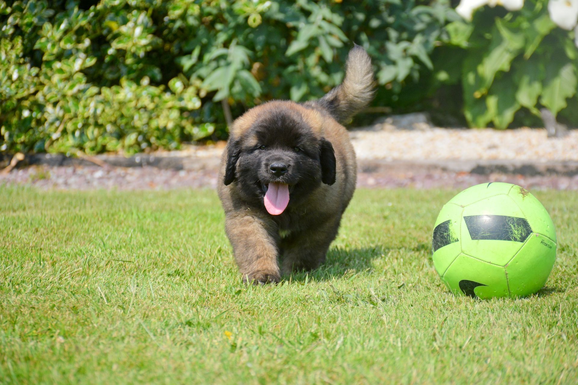 Hillhavenleonbergers leonbergers