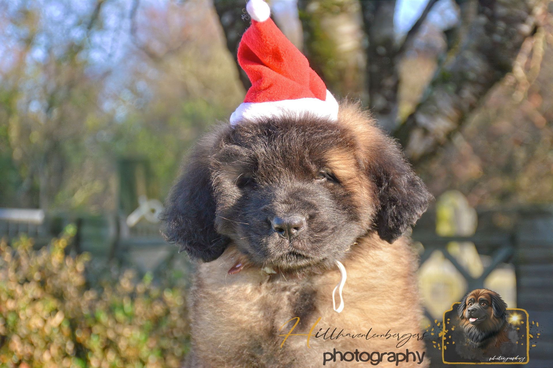 Puppy with fluffy brown fur wearing a small red Santa hat, set outdoors with a snowy nose.
