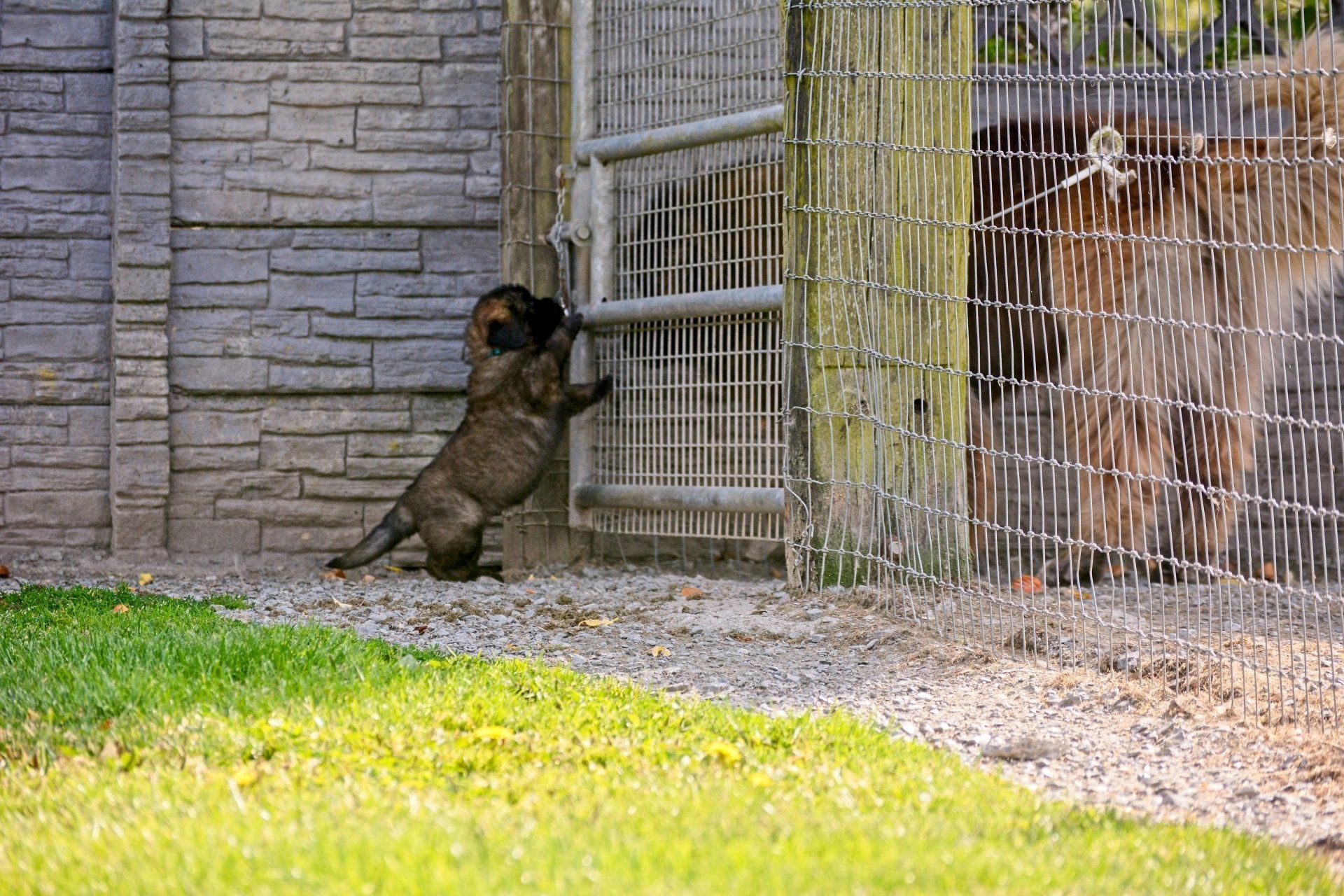 Hillhavenleonbergers leonbergers