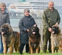 A group of people standing next to Leonbergers dogs with a ship in the background