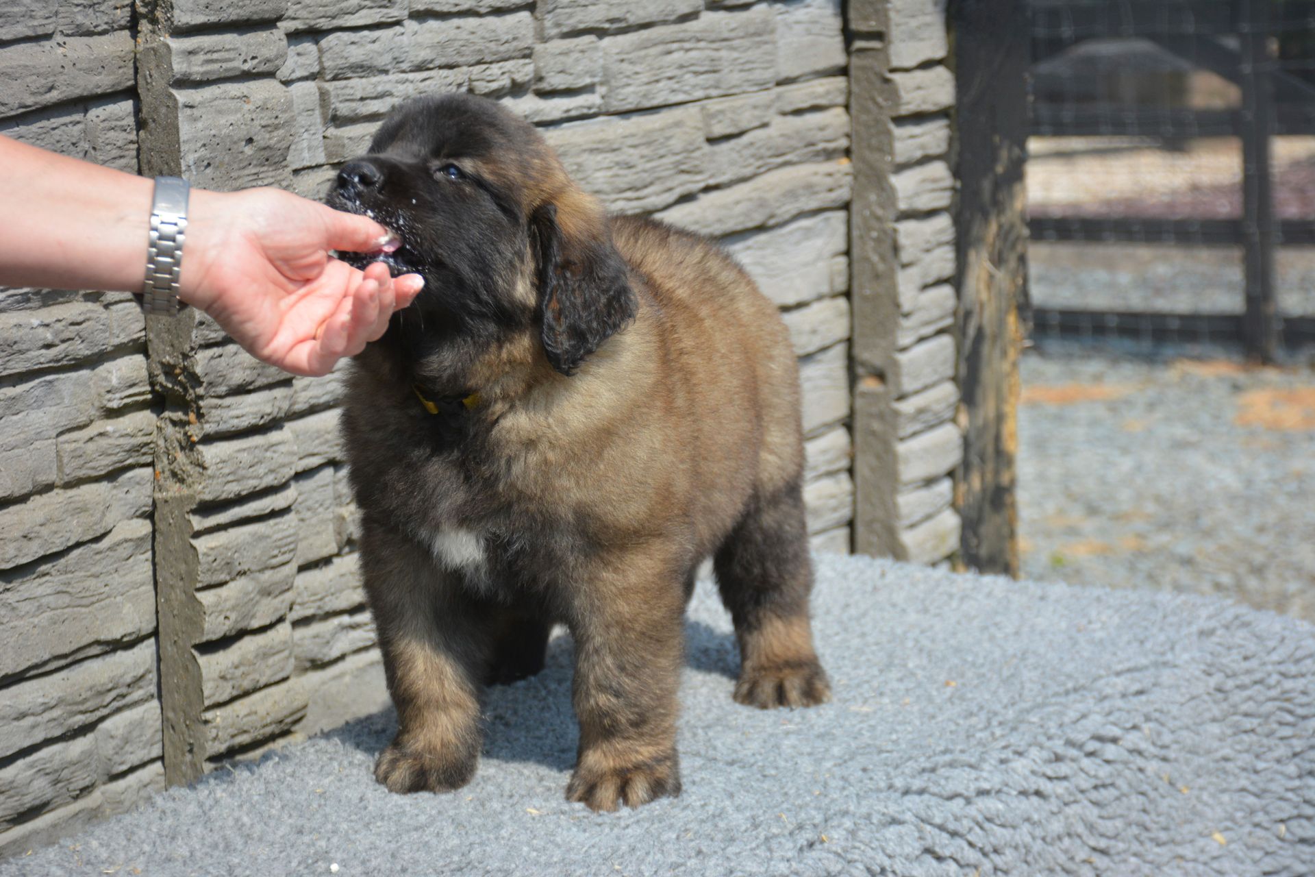 Hillhavenleonbergers leonbergers