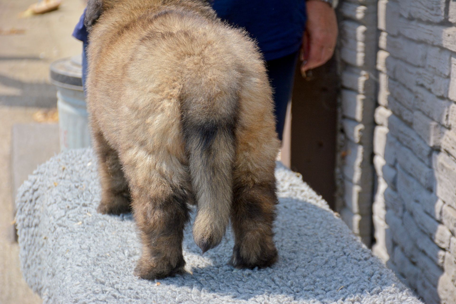 Hillhavenleonbergers Hillhavenleonbergers leonbergers