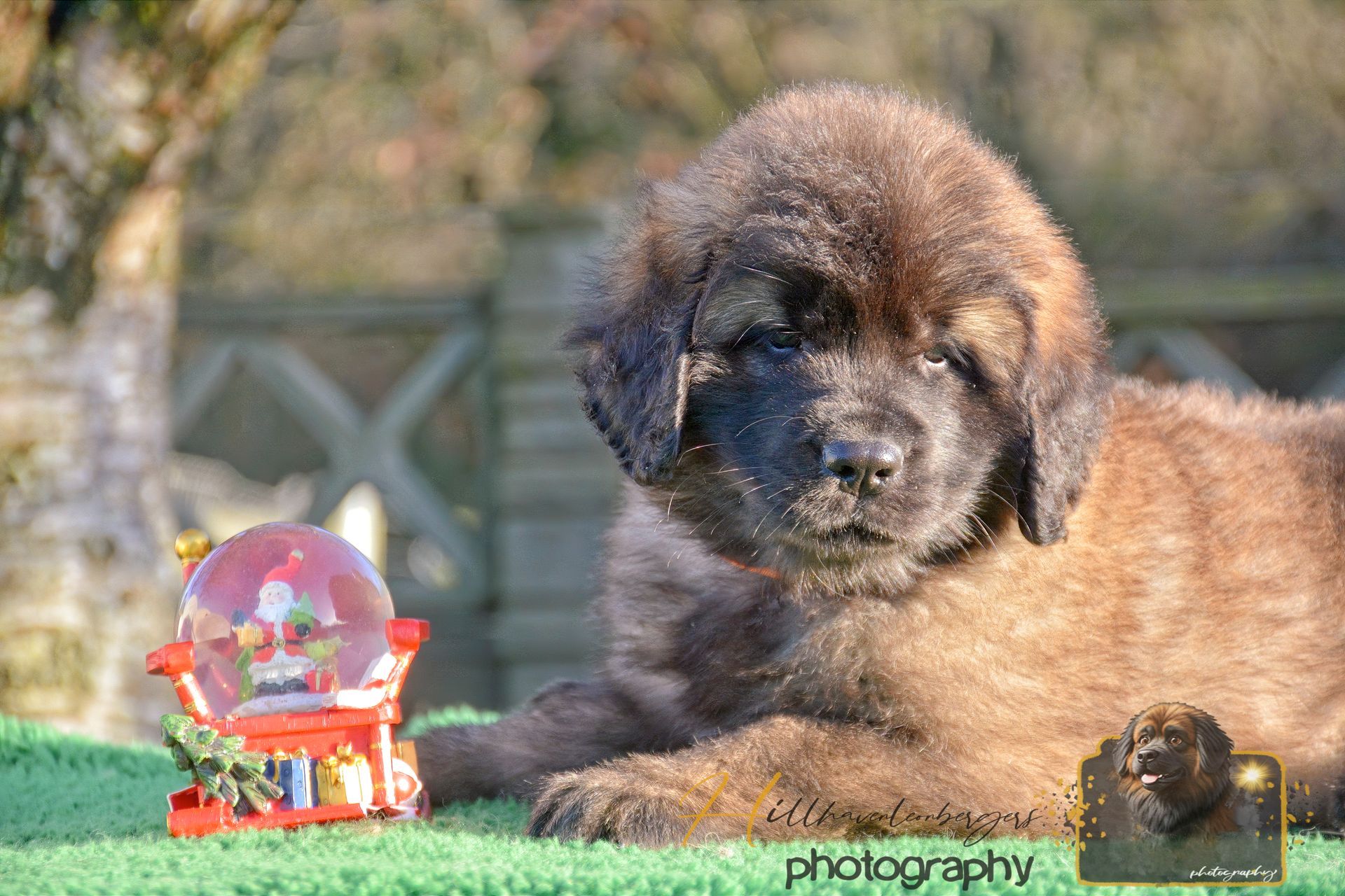 A fluffy brown puppy rests beside a Christmas snow globe on a green surface outdoors.