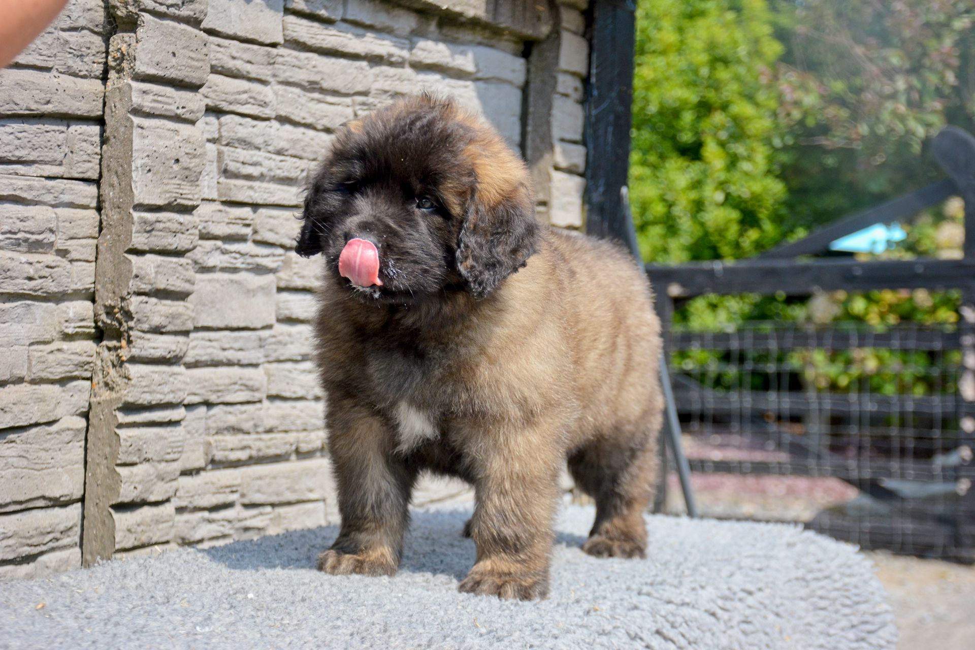 Hillhavenleonbergers leonbergers
