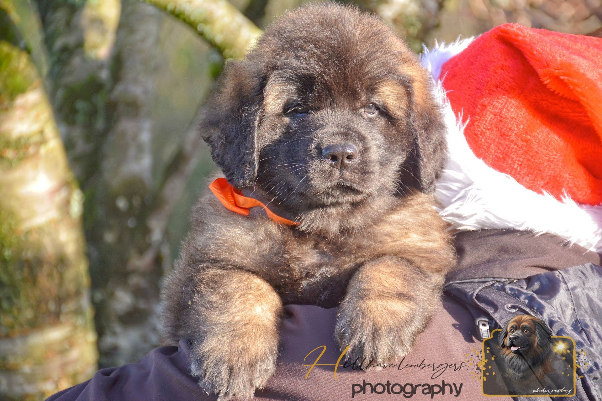Fluffy brindle puppy with snow on fur, wearing orange collar, near Santa hat.