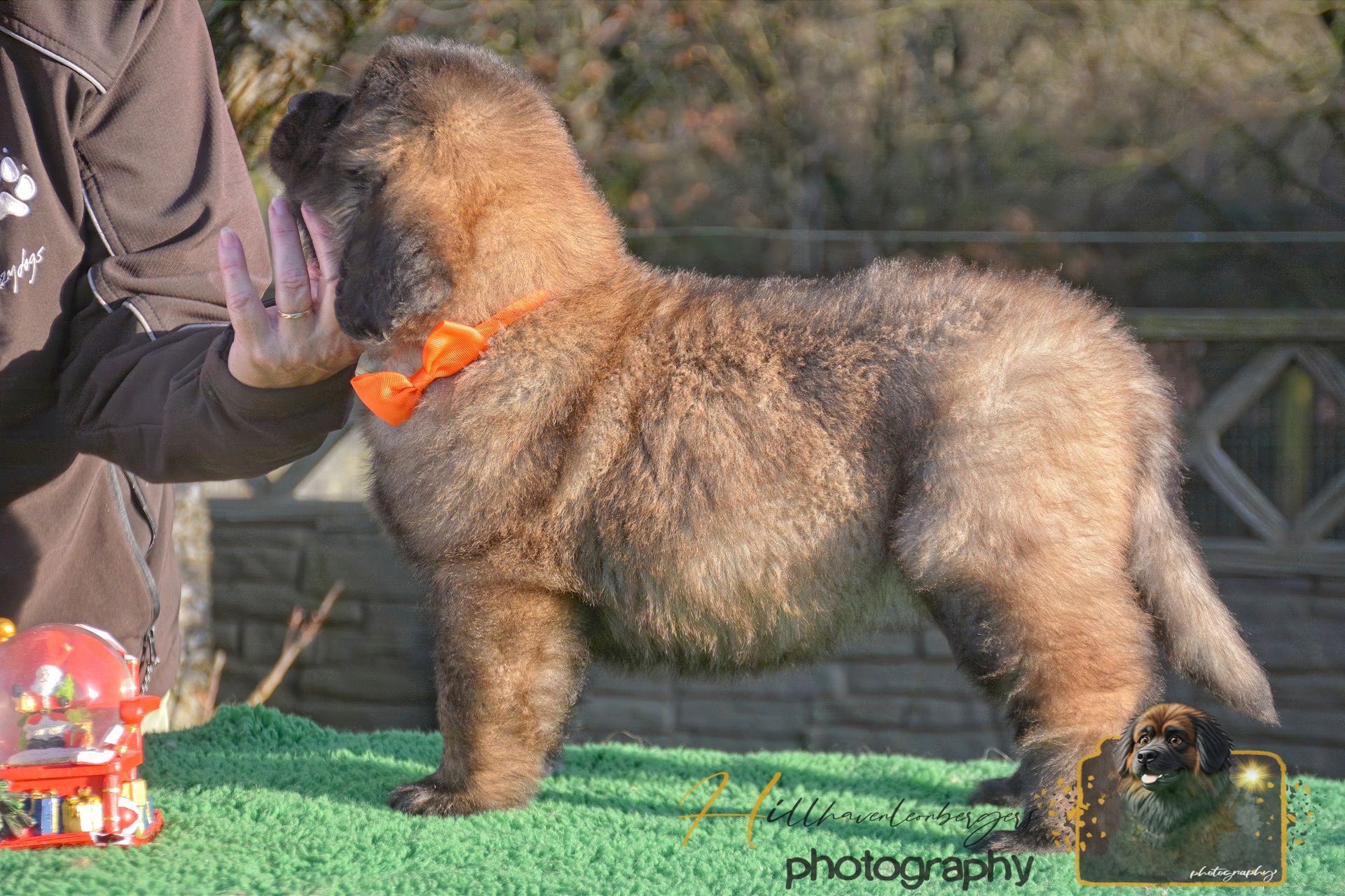 A fluffy brown Leonberger puppy wearing an orange bow tie, standing on green turf, being held by a person.