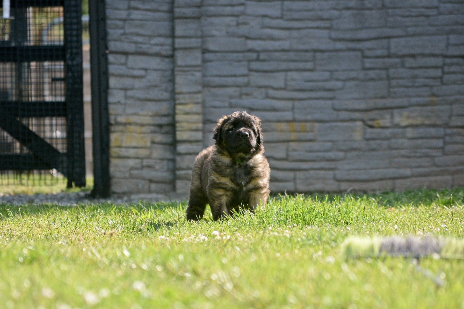 Hillhavenleonbergers leonbergers