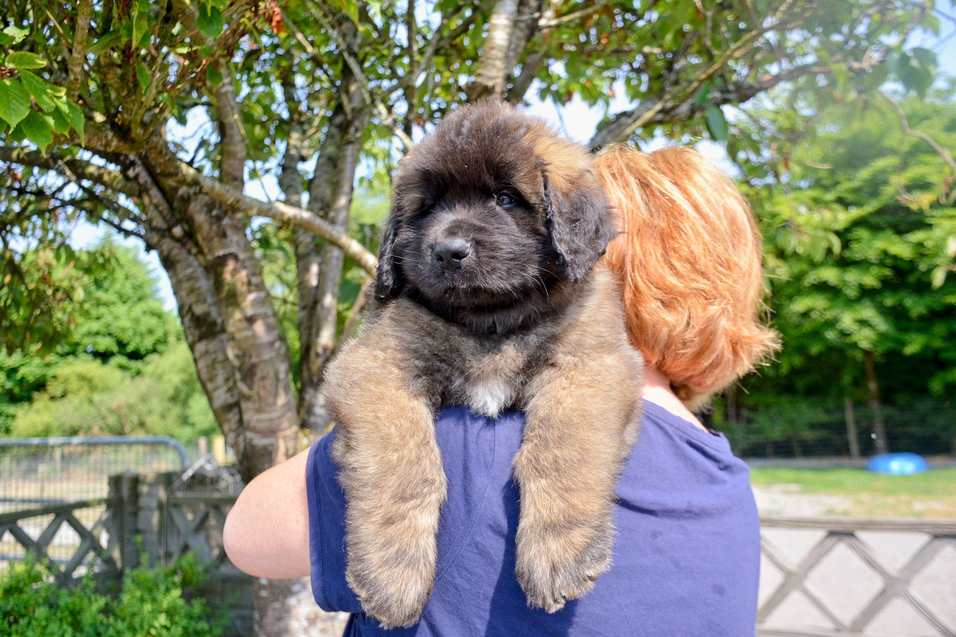 Hillhavenleonbergers leonbergers