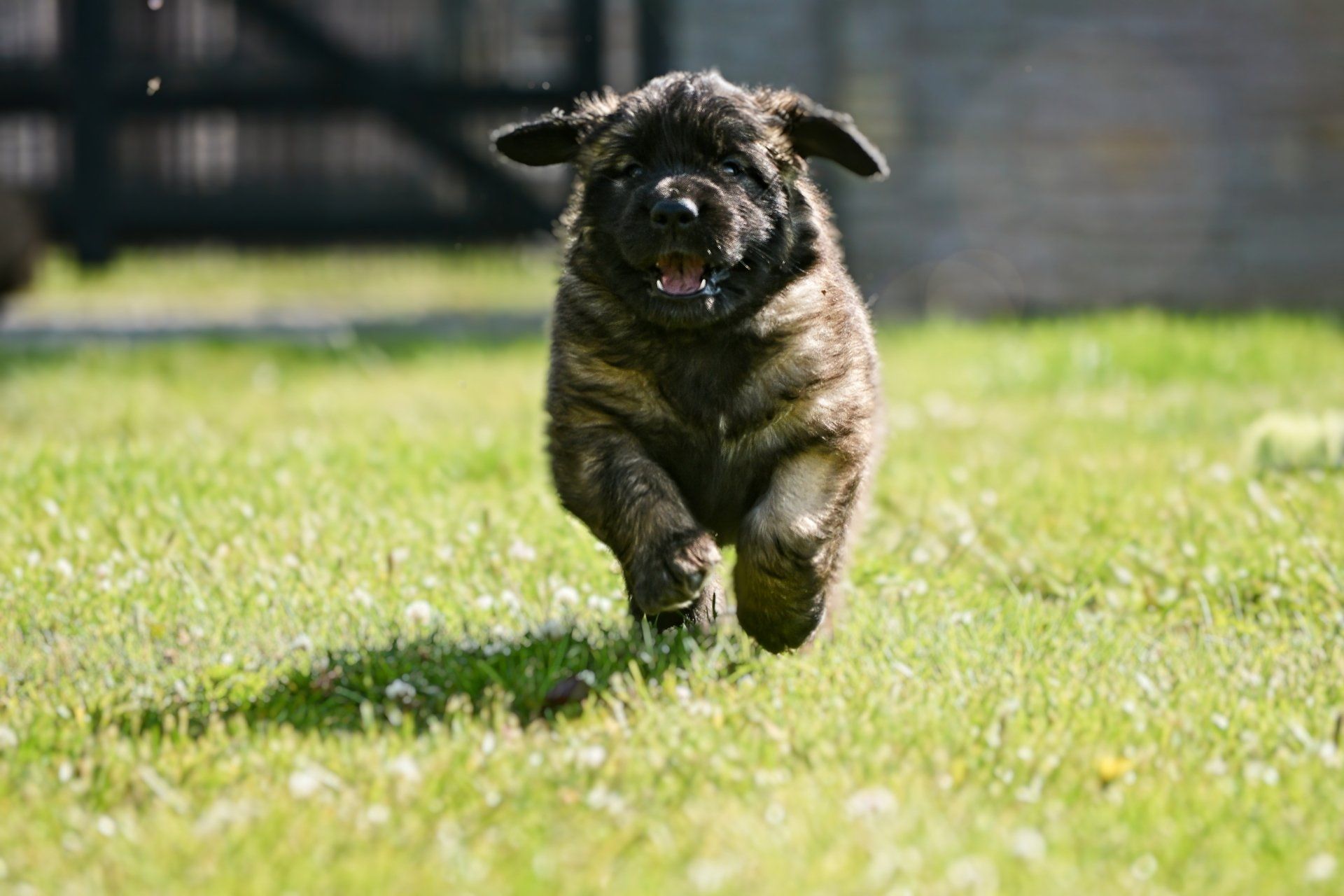 Hillhavenleonbergers leonbergers