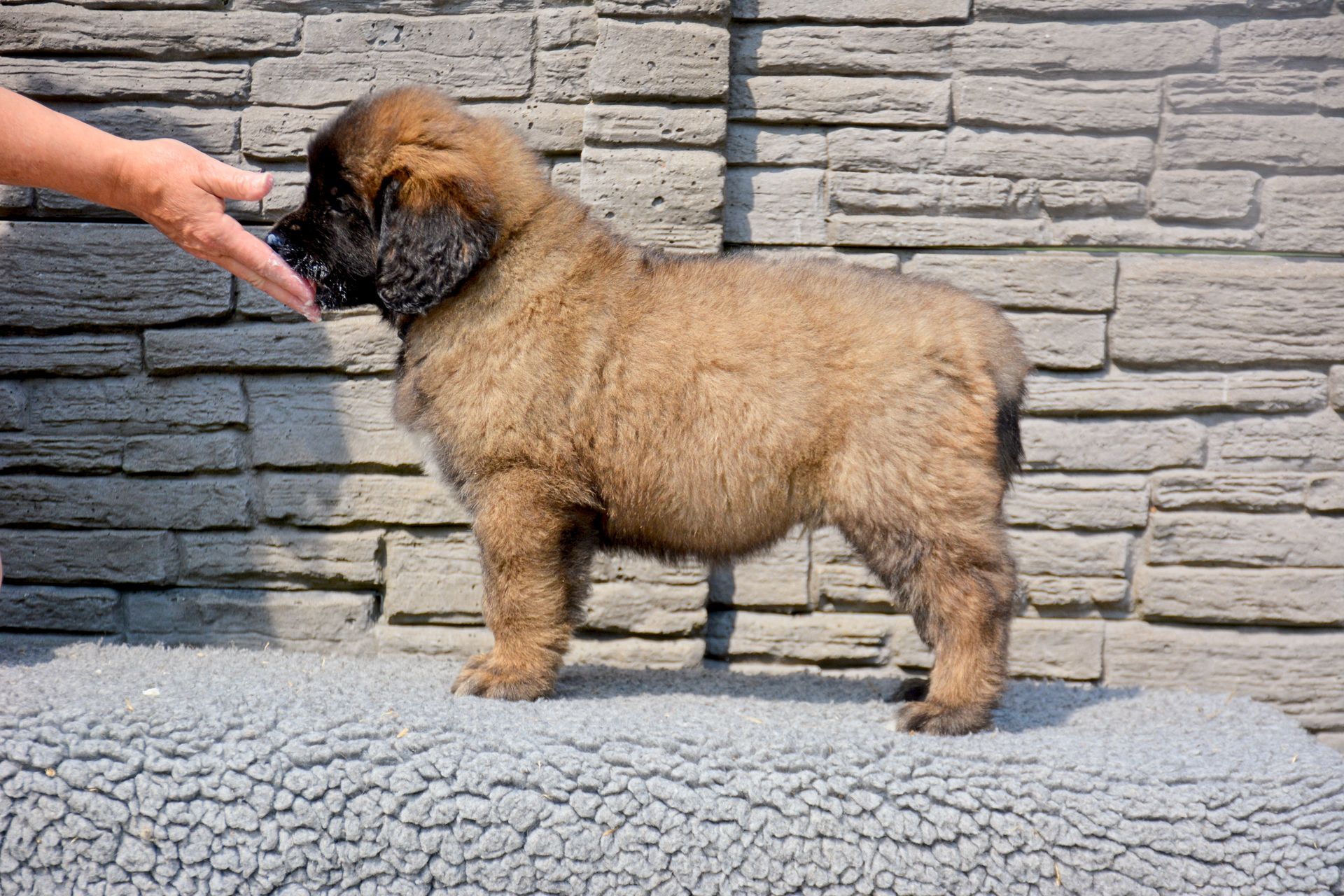 Hillhavenleonbergers leonbergers