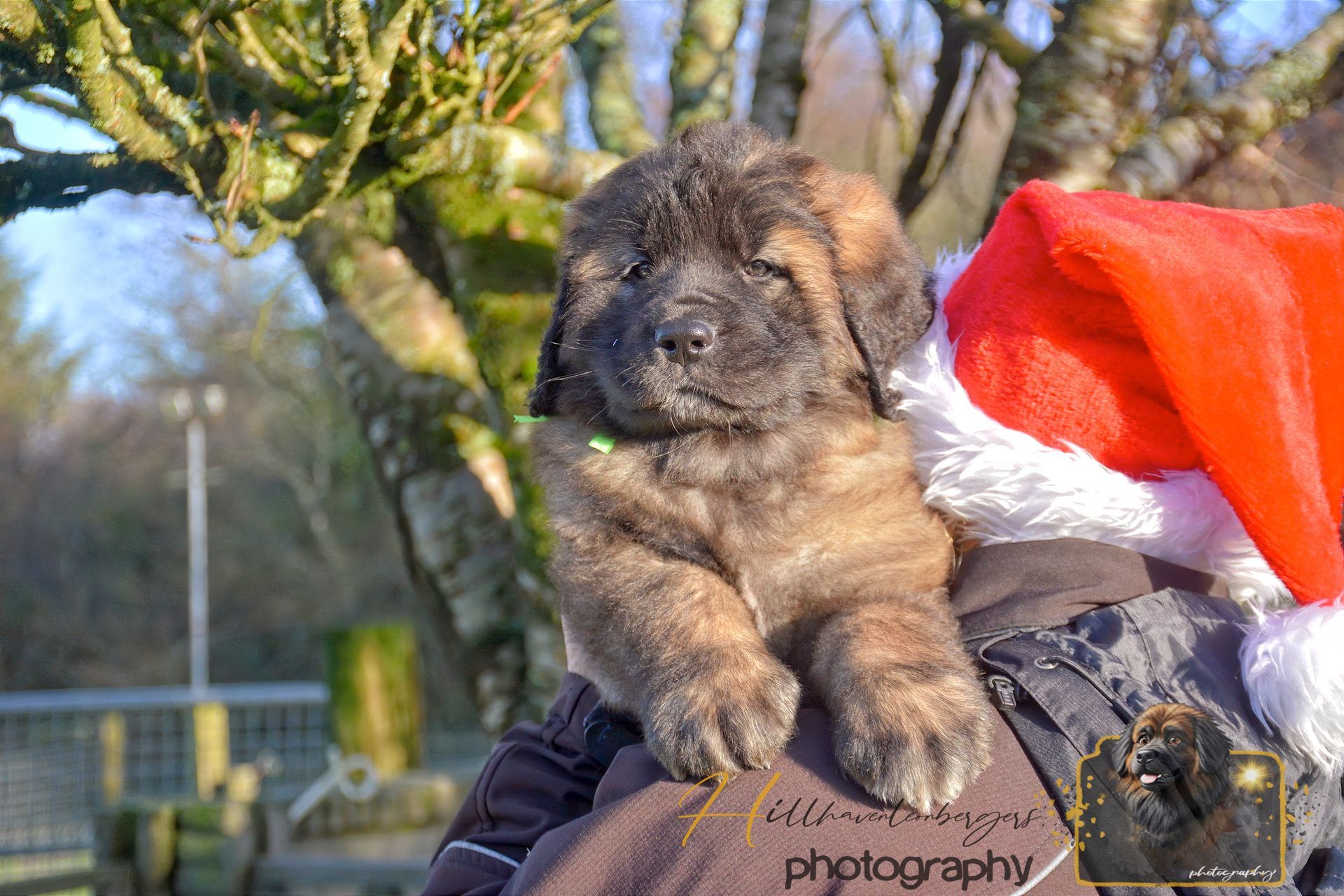 Puppy with brindle fur on shoulder, wearing a Santa hat outdoors.