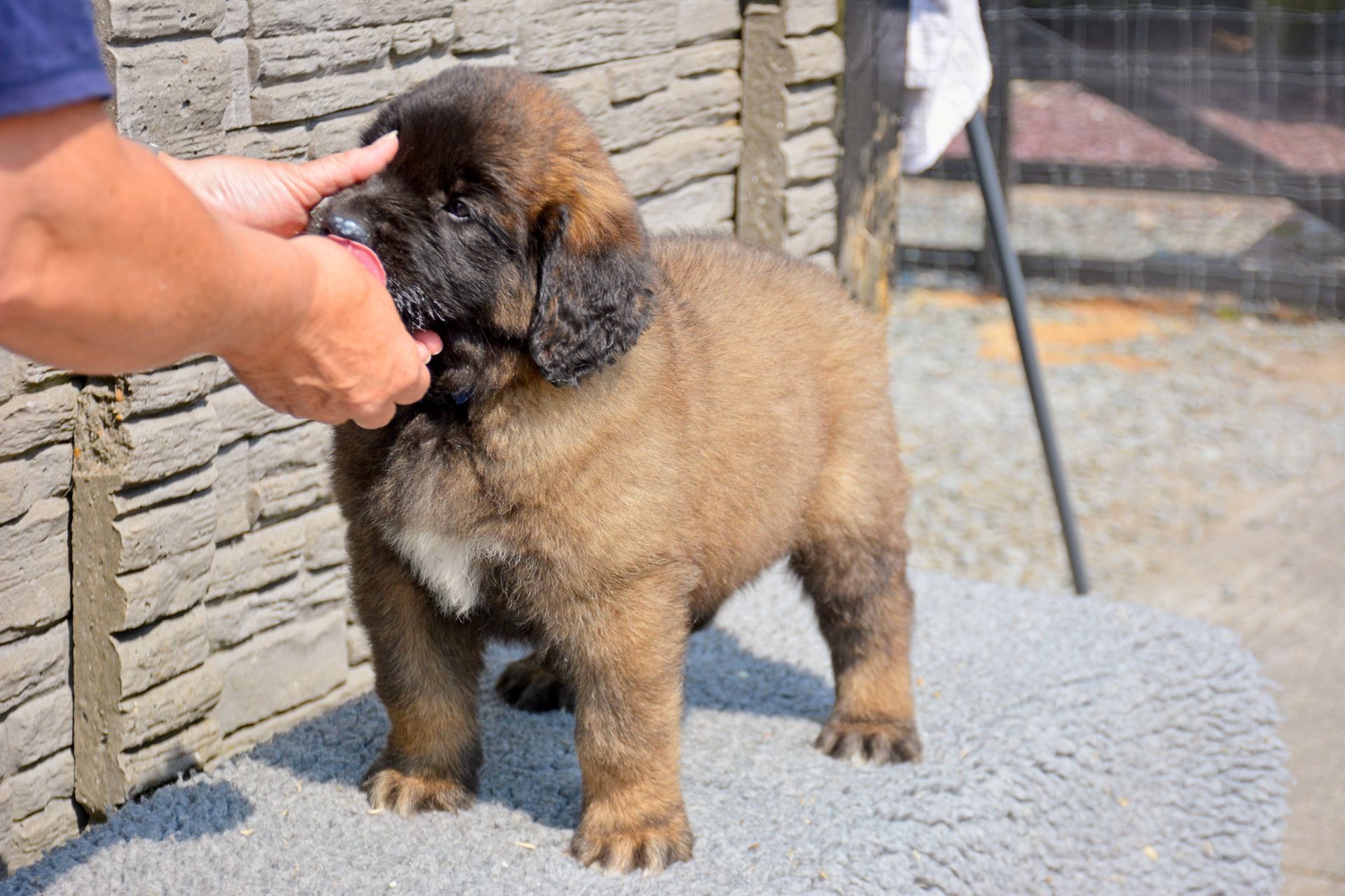 Hillhavenleonbergers Hillhavenleonbergers leonbergers