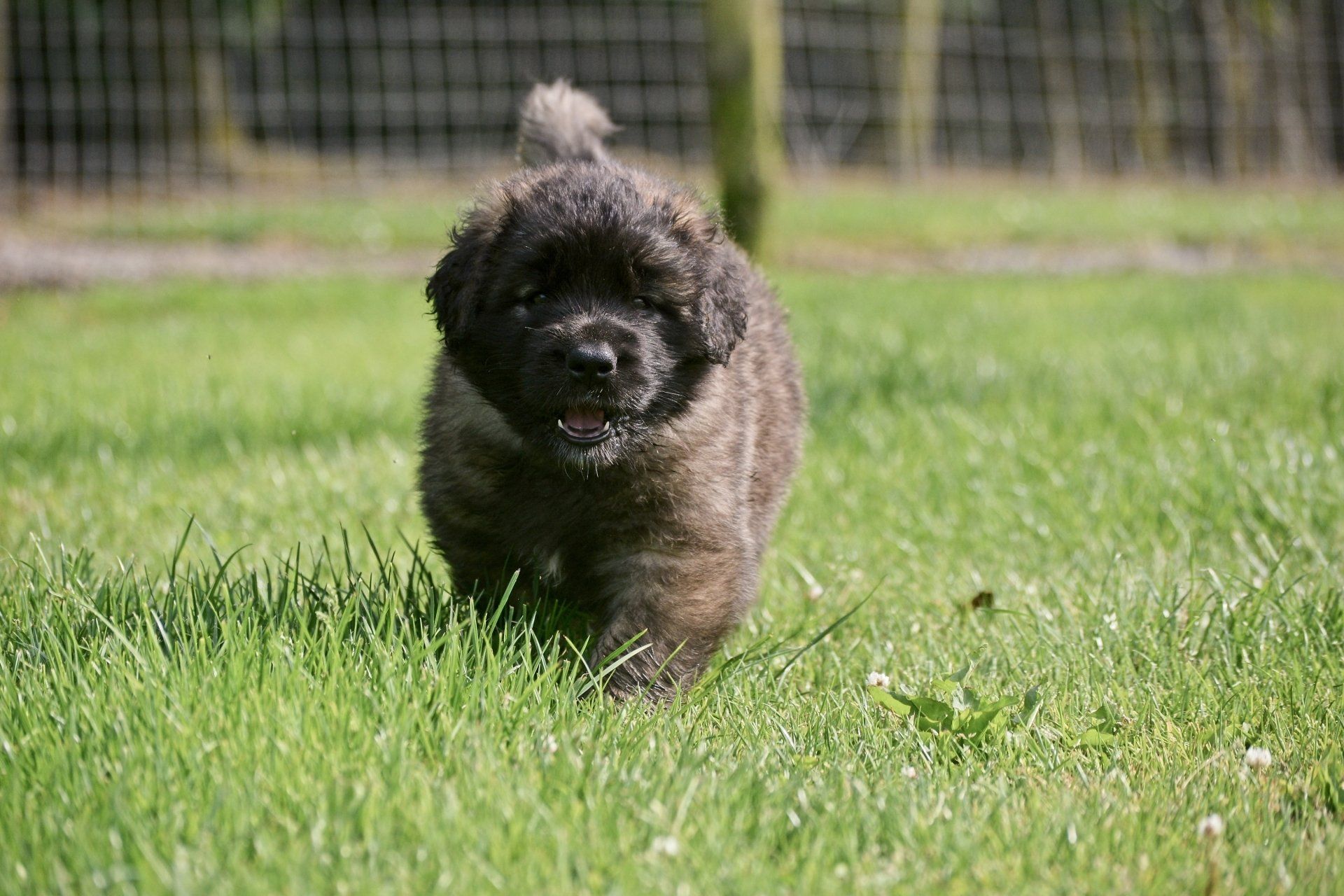 Hillhavenleonbergers leonbergers