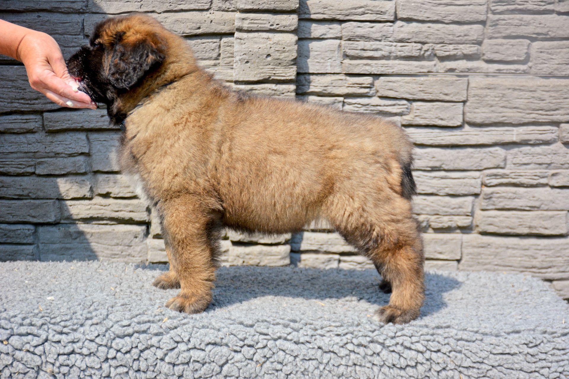 Hillhavenleonbergers leonbergers