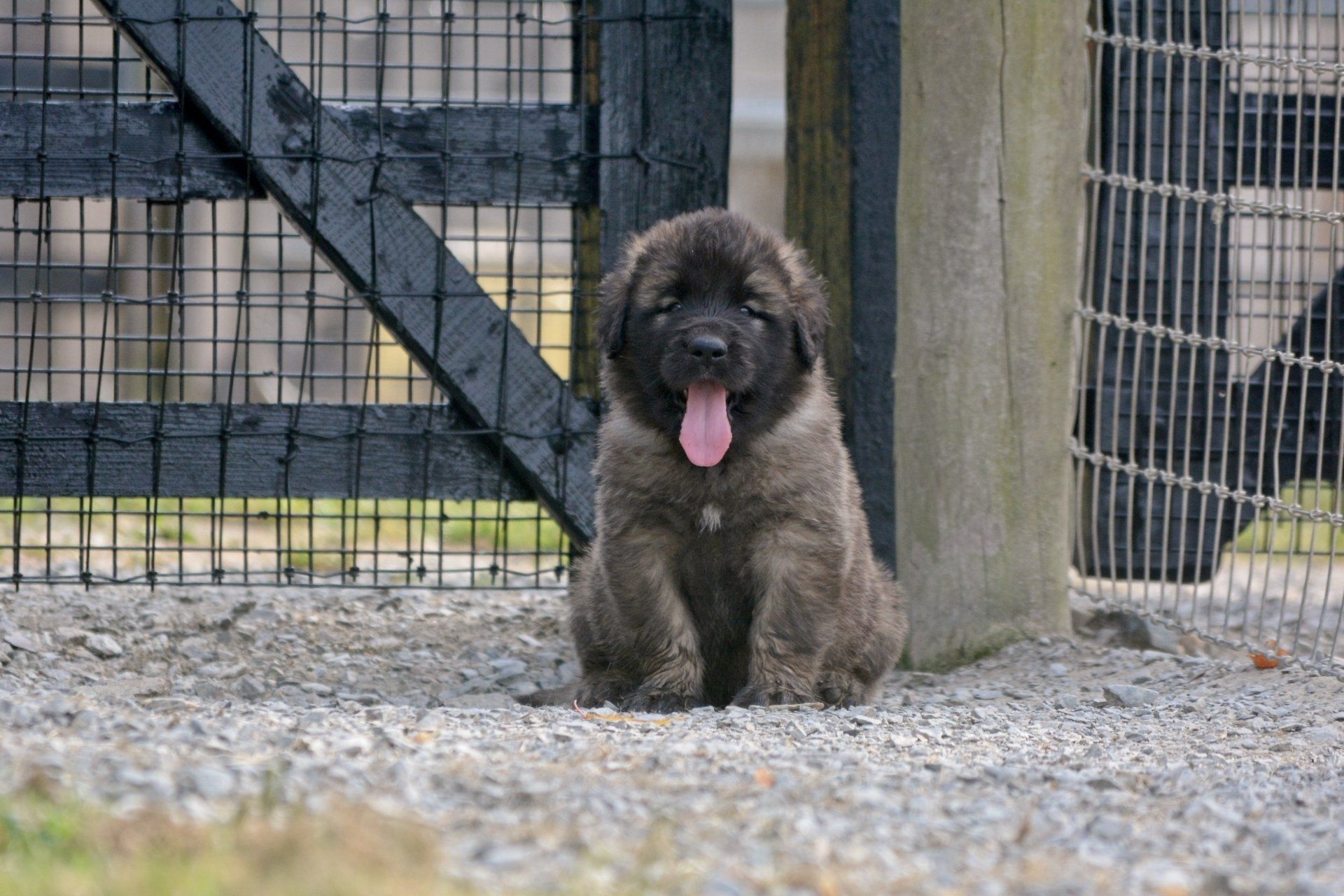Hillhavenleonbergers leonbergers
