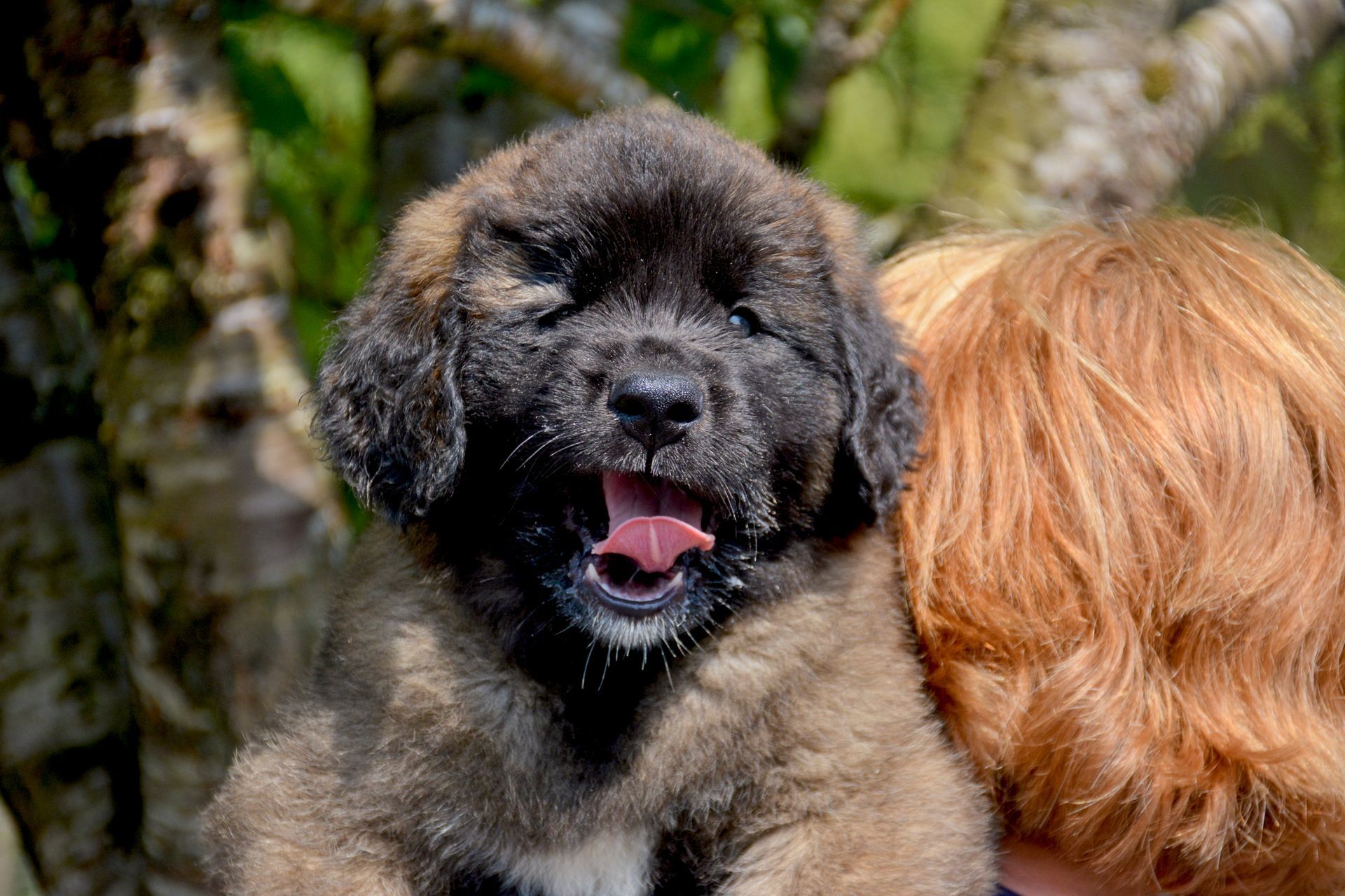 Hillhavenleonbergers leonbergers