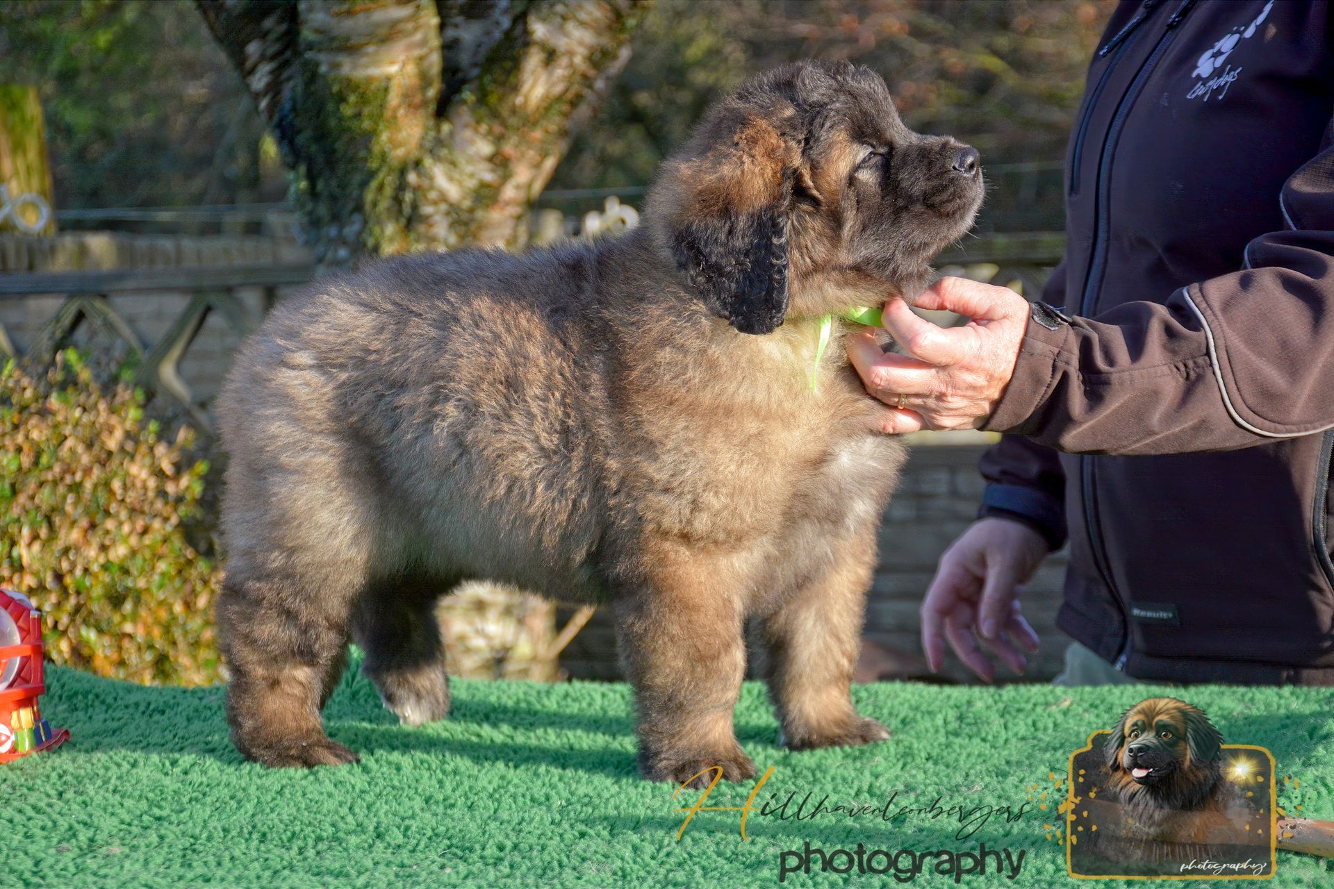 Fluffy brown Leonberger puppy standing on a green surface, held by a person's hand.
