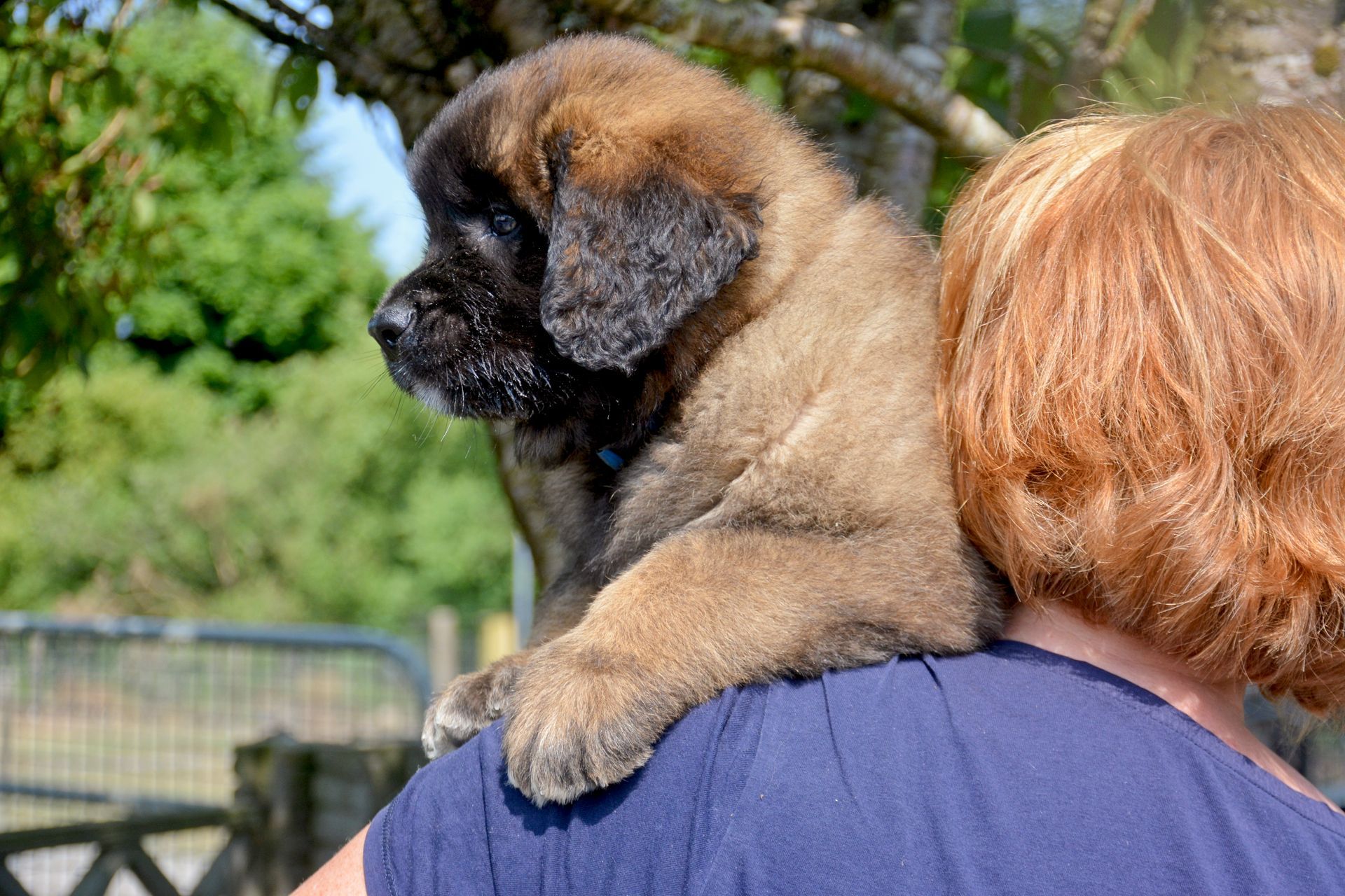 Hillhavenleonbergers leonbergers