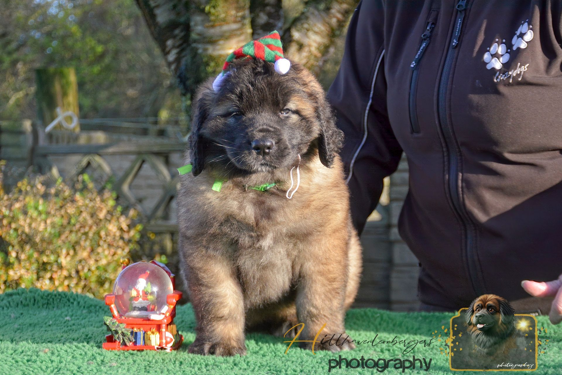 A fluffy brown puppy wearing a Christmas hat sits on a green surface next to a person.